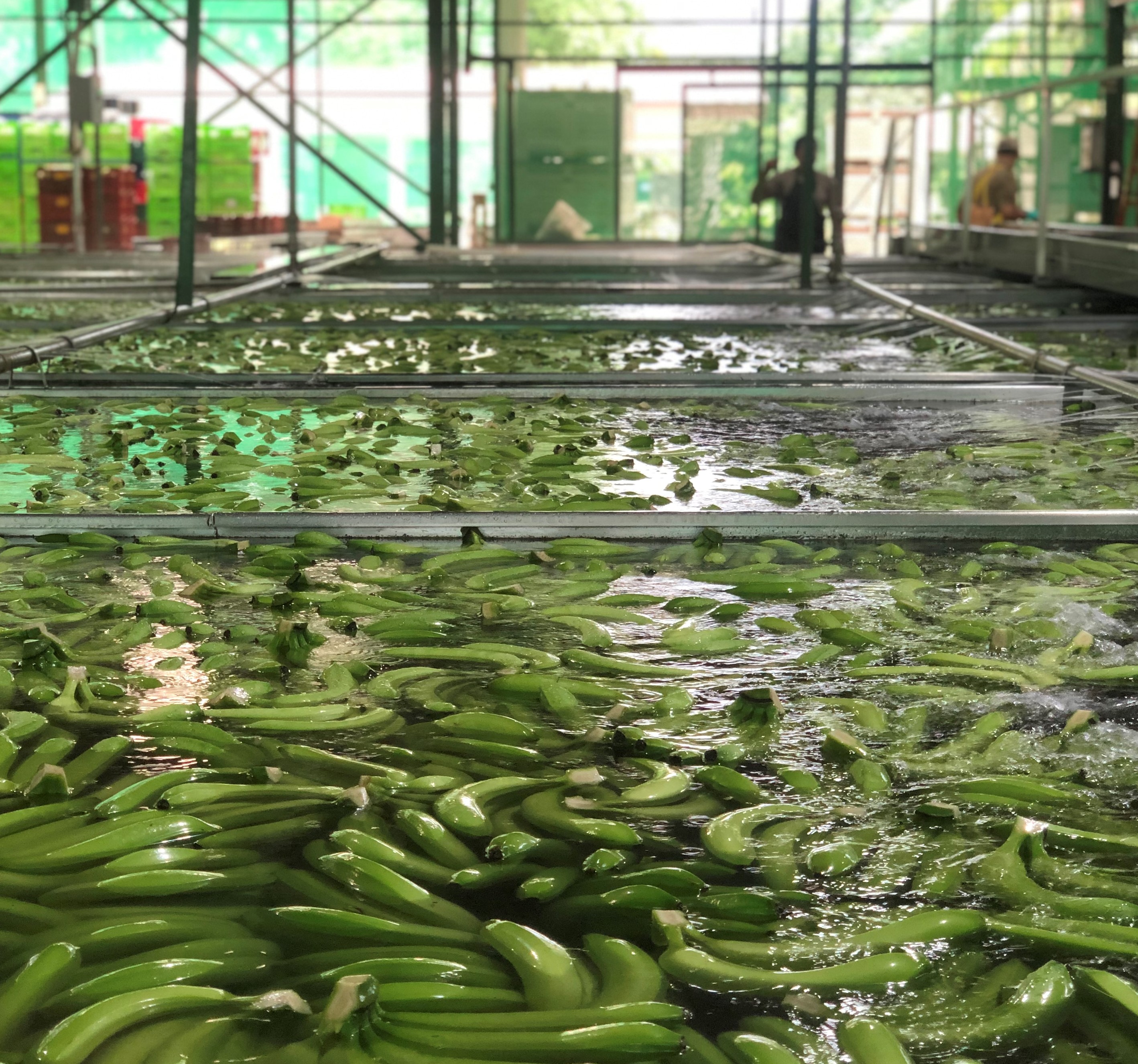 The Deadly Side Of America s Banana Obsession Pulitzer Center a-better-choice-seasonal-produce-banana