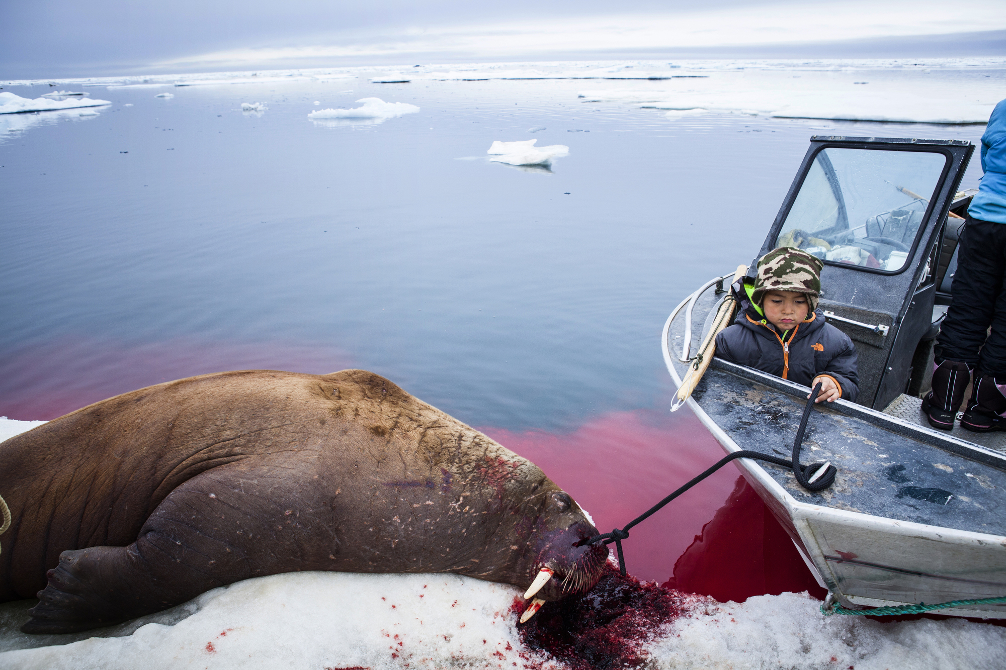 Alaska's Seal Hunt and Climate Change Pulitzer Center