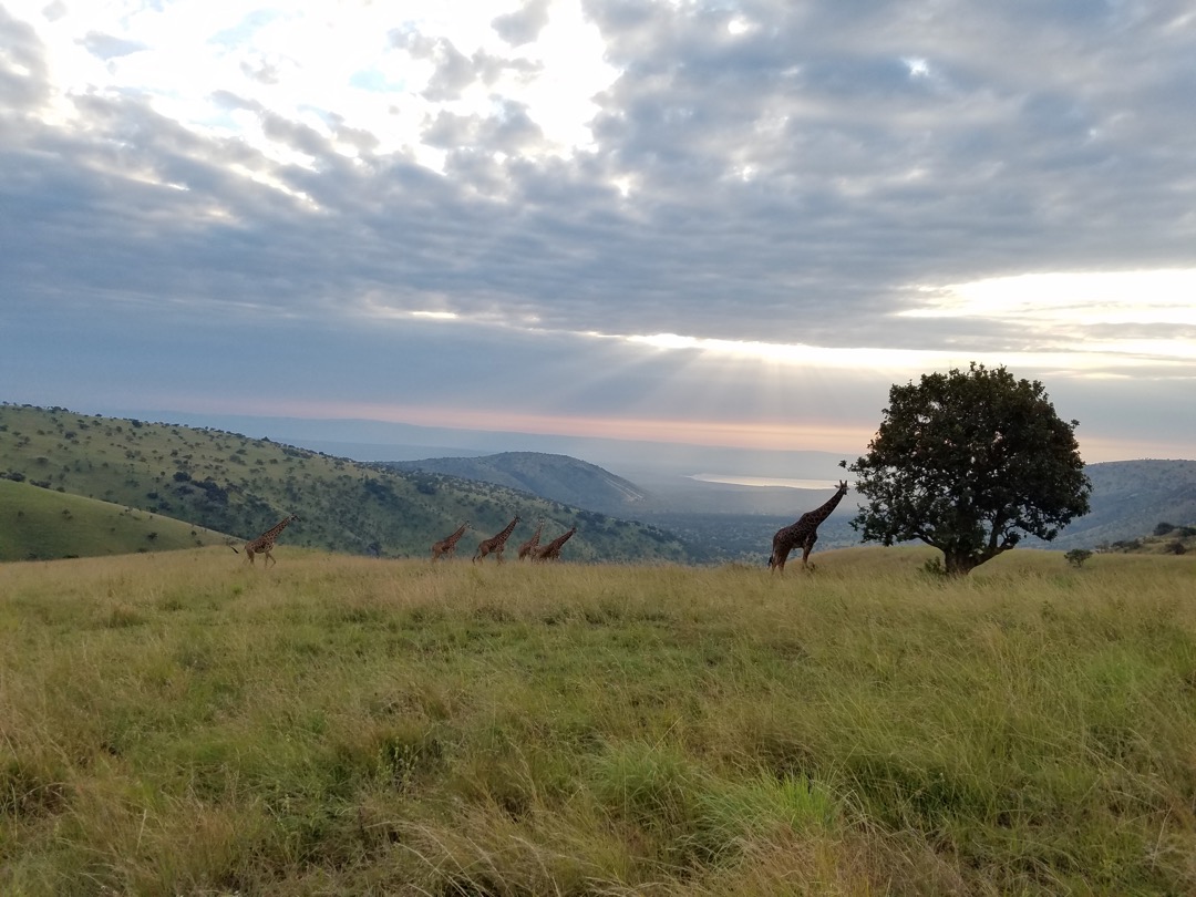 Sunrise in Akagera National Park in Eastern Rwanda. Image by Elham Shabahat. Rwanda, 2017. Sunrise in Akagera National Park in Eastern Rwanda. Image by Elham Shabahat. Rwanda, 2017.