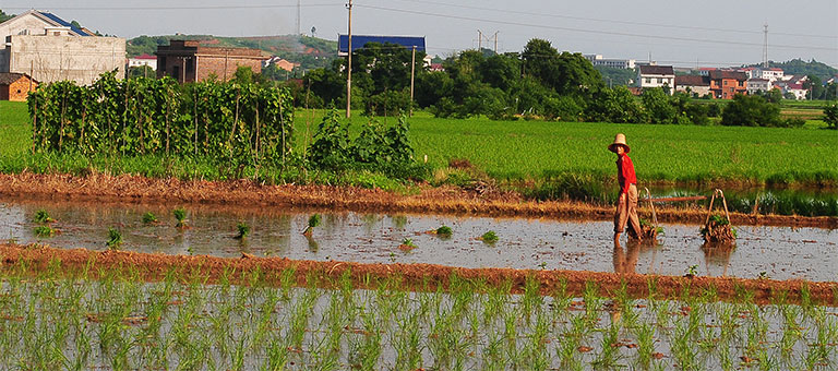 A farmer planting rice in Hunan Province's You County, where high levels of cadmium and lead have been found in the soil. Image by He Guangwei for Yale Environment 360. China, 2014. Media file: china_pollution.jpg