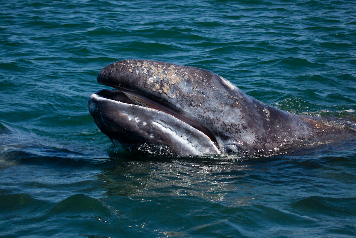 Gray whale showing baleen, Baja California, Mexico. Image by Mogens Trolle / Shutterstock. Mexico, undated. Gray whale showing baleen, Baja California, Mexico. Image by Mogens Trolle / Shutterstock. Mexico, undated.
