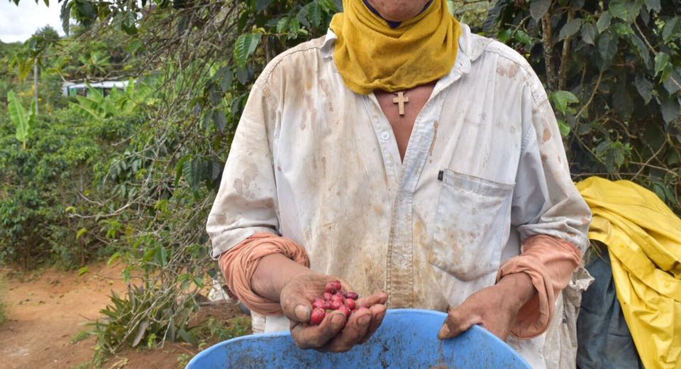 With a wooden cross wrapped around his neck, a coffee farmer grabs a handful of coffee beans that he picked that day. He laughs and says, “this is what hope looks like." Image by Camila DeChalus. Colombia, 2016. With a wooden cross wrapped around his neck, a coffee farmer grabs a handful of coffee beans that he picked that day. He laughs and says “this is what hope looks like." Image by Camila DeChalus. Colombia, 2016.
