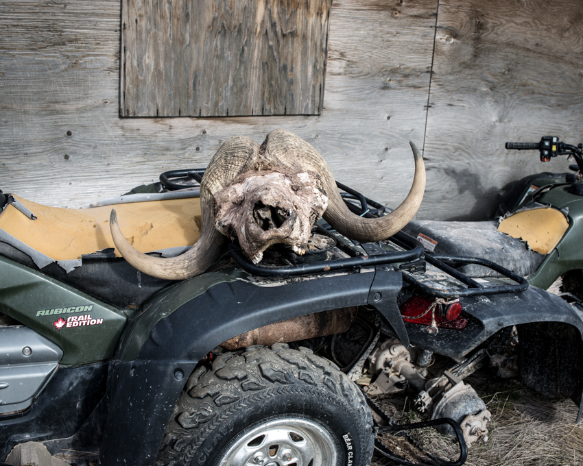 Baker Lake, Nunavut, Canada: a muskox skull, on top of a hunter's all terrain vehicle. © Guillaume Herbaut / INSTITUTE for Le Monde. Canada, 2013. Media file: nunavut-photo.jpg