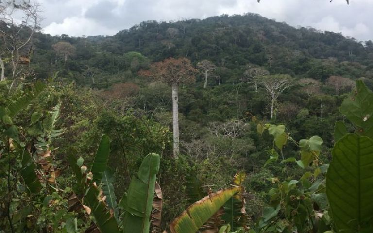 The jungle near Triganá, Colombia, once a guerrilla stronghold and now open for scientific research. Image by Lizzie Wade. Colombia, 2018. The jungle near Triganá, Colombia, once a guerrilla stronghold and now open for scientific research. Image by Lizzie Wade. Colombia, 2018.