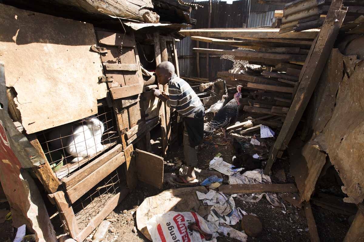 Paul Mugai Ngage walks around the walled-in yard surrounding his home in the Kawangware slum in Nairobi, Kenya. The couple and their extended family live with the some of their children and grandchildren in a house with a corrugated metal roof and a yard filled livestock including sheep, goats, rabbits, ducks, dogs, and chickens. Image by Mark Hoffman. Kenya, 2017. Paul Mugai Ngage walks around the walled-in yard surrounding his home in the Kawangware slum in Nairobi, Kenya. The couple and their extended family live with the some of their children and grandchildren in a house with a corrugated metal roof and a yard filled livestock including sheep, goats, rabbits, ducks, dogs, and chickens. Image by Mark Hoffman. Kenya, 2017.