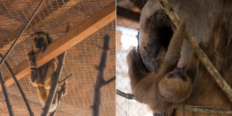 A howler monkey (left) and a sloth, rescued during the cleaning of the Sinop Hydroelectric Power Plant reservoir area, are waiting to be relocated to a wildlife screening center in Mato Grosso. Image by Juliana Arini. Brazil, 2019. A howler monkey (left) and a sloth, rescued during the cleaning of the Sinop Hydroelectric Power Plant reservoir area, are waiting to be relocated to a wildlife screening center in Mato Grosso. Image by Juliana Arini. Brazil, 2019.