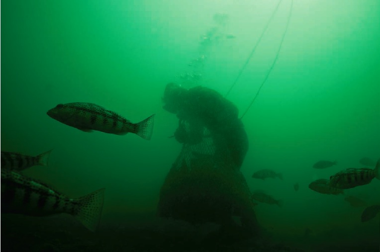 A hookah diver with a bag of callo de hacha, a mollusk native to the Sea of Cortez. Image by Dominic Bracco II. Sea of Cortez, 2013. Media file: erikvance.jpg