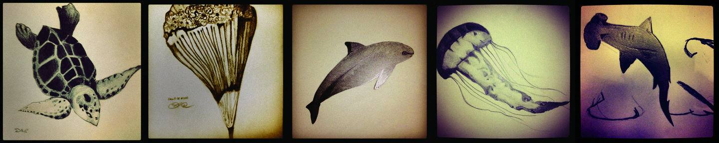 From left, sea turtle, callo, vaquita, jelly, hammerhead, (sea cucumber and shrimp not shown). Sketches by Dominic Bracco II. Mexico, 2013.