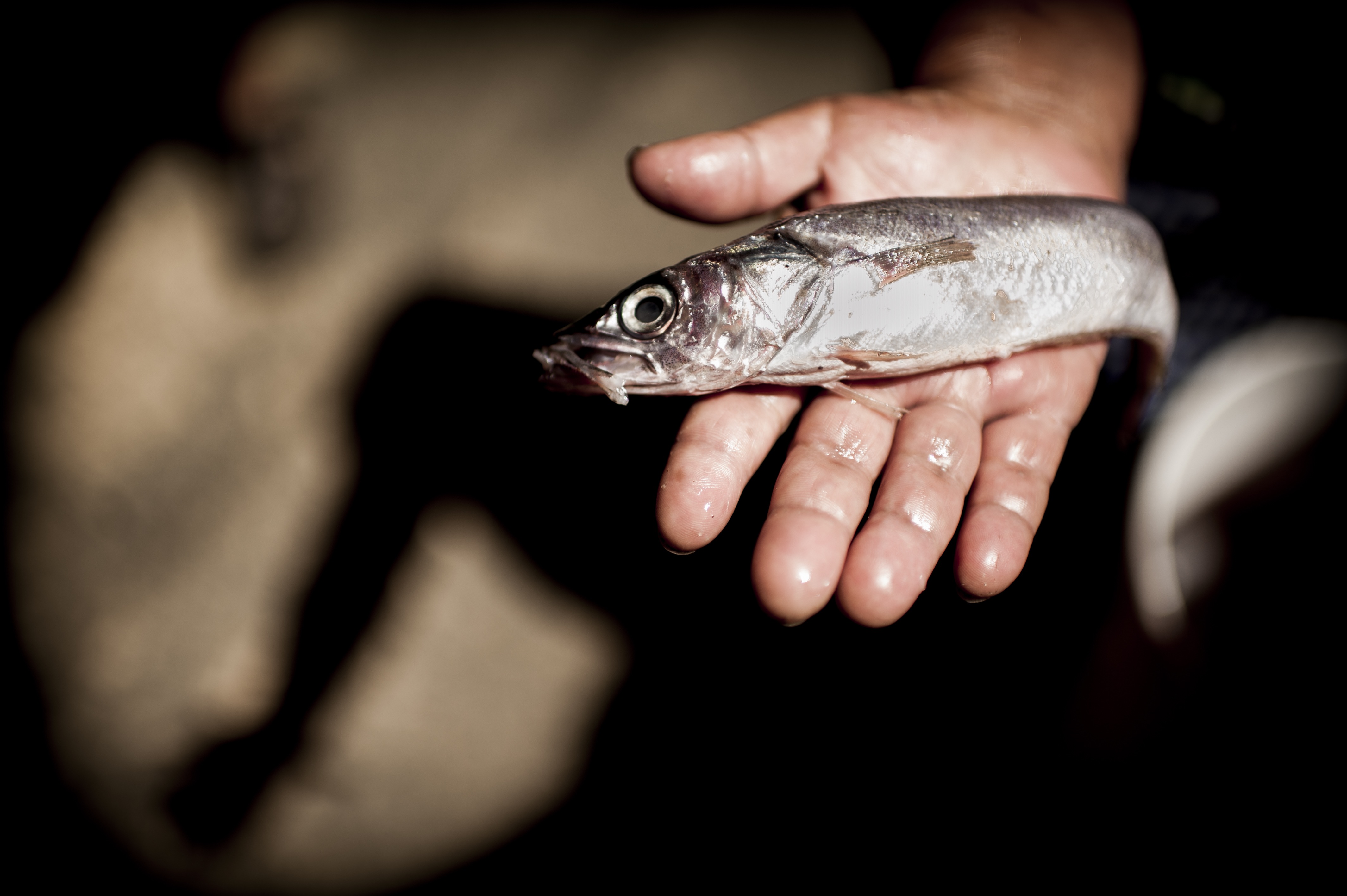 Image by Fernando Rodriguez. Chile, 2013. Media file: video40.jpg