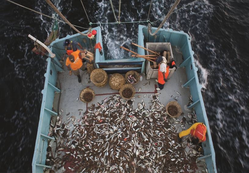 Fishermen on a shrimp trawler outside Guaymas sort the morning's catch. Later in the season their nets will turn up mostly bycatch. Image courtesy of Harper's Magazine © Dominic Bracco II/Pulitzer Center on Crisis Reporting