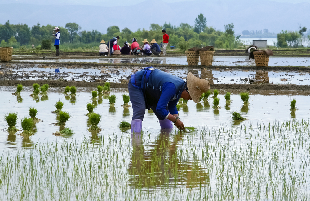 Chinese farmers work in a rice field in Dali. Image by Hung Chung Chih / Shutterstock. China, 2010. Chinese farmers work in a rice field in Dali. Image by Hung Chung Chih / Shutterstock. China, 2010.