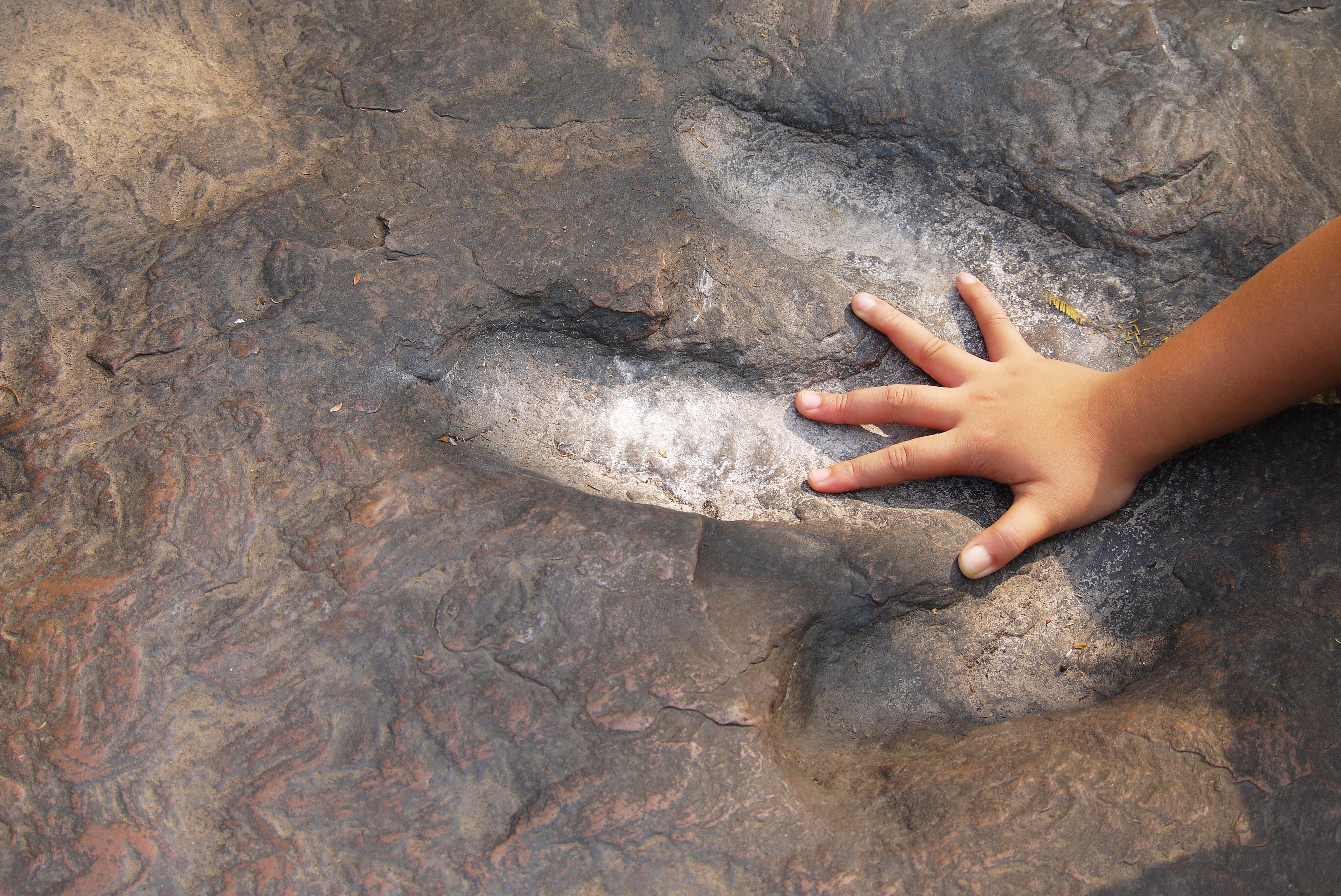 Child hands compared with dinosaur footprints in the forest park, discovery image, kids learn outside the classroom to enhance the experience, selective focus. Image by Rattana/Shutterstock. Undated. Child hands compared with dinosaur footprints in the forest park, discovery image, kids learn outside the classroom to enhance the experience, selective focus. Image by Rattana/Shutterstock. Undated.