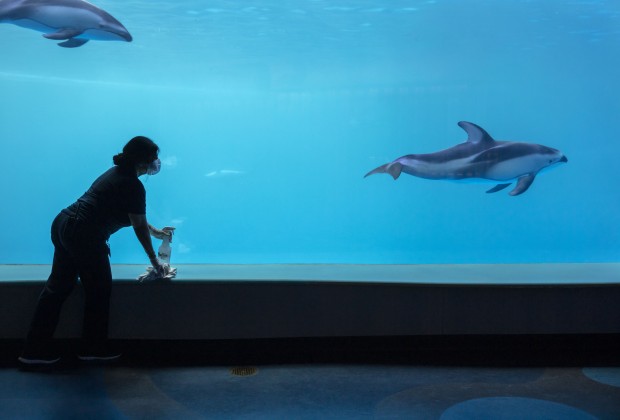 A Shedd Aquarium staffer disinfects the dolphin exhibit. Image courtesy of Shedd Aquarium. United States, 2020. A Shedd Aquarium staffer disinfects the dolphin exhibit. Image courtesy of Shedd Aquarium. United States, 2020.