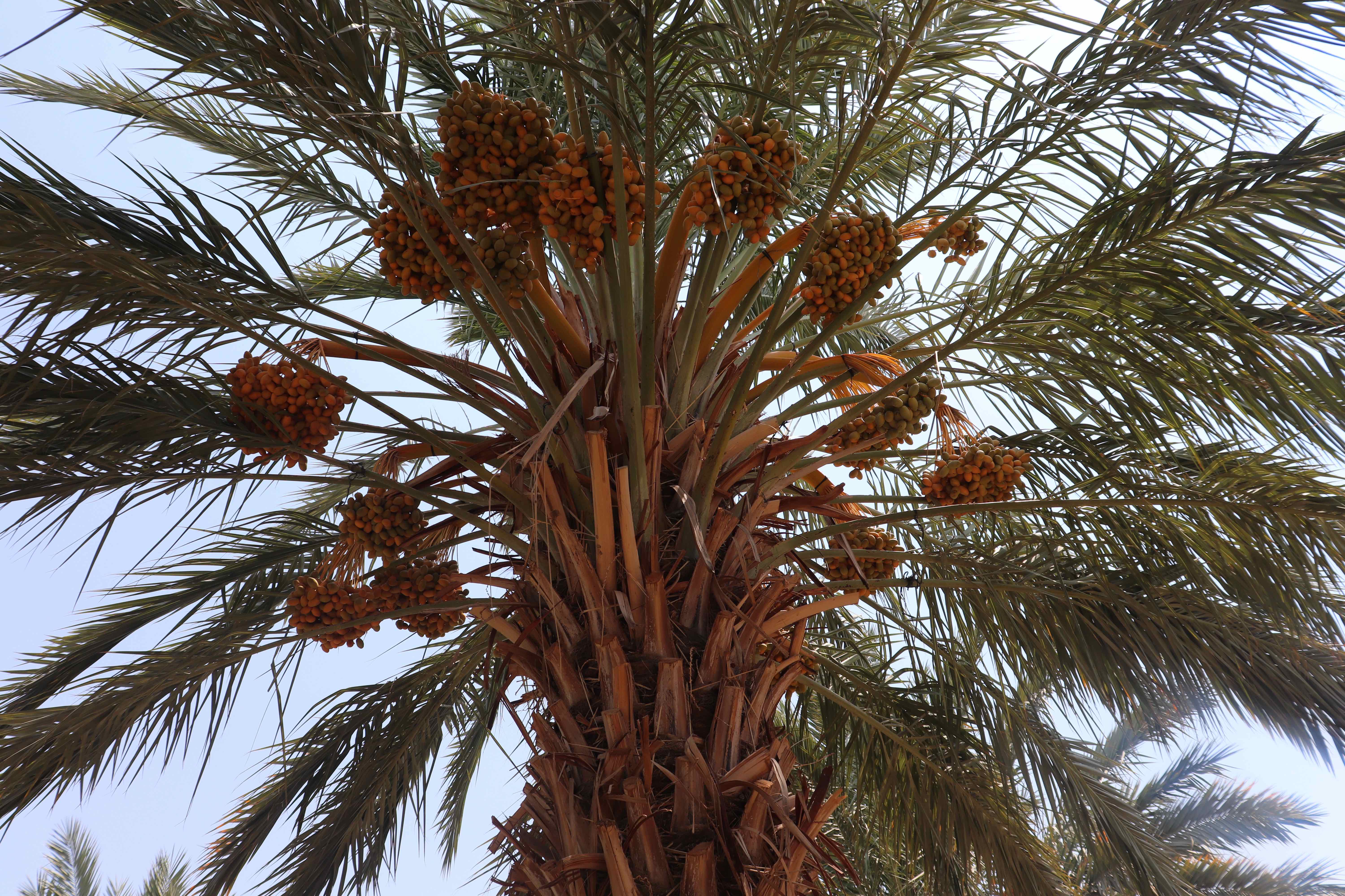 Young dates on Jamileh's palm tree farm. In about one month, she will need to put netting around them as they start to turn brown in order to prevent them from falling to the ground. Image by Carly Graf. Palestine, 2019. Young dates on Jamileh's palm tree farm. In about one month, she will need to put netting around them as they start to turn brown in order to prevent them from falling to the ground. Image by Carly Graf. Palestine, 2019.