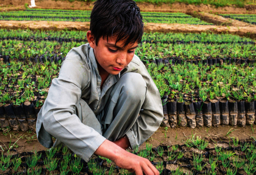 Nurseries are being developed with the help of local communities in Khyber Pakhtunkhwa as part of the Billion Trees Tsunami Project. Image by Sarah Caron. Pakistan, 2019. Nurseries are being developed with the help of local communities in Khyber Pakhtunkhwa as part of the Billion Trees Tsunami Project. Image by Sarah Caron. Pakistan, 2019.