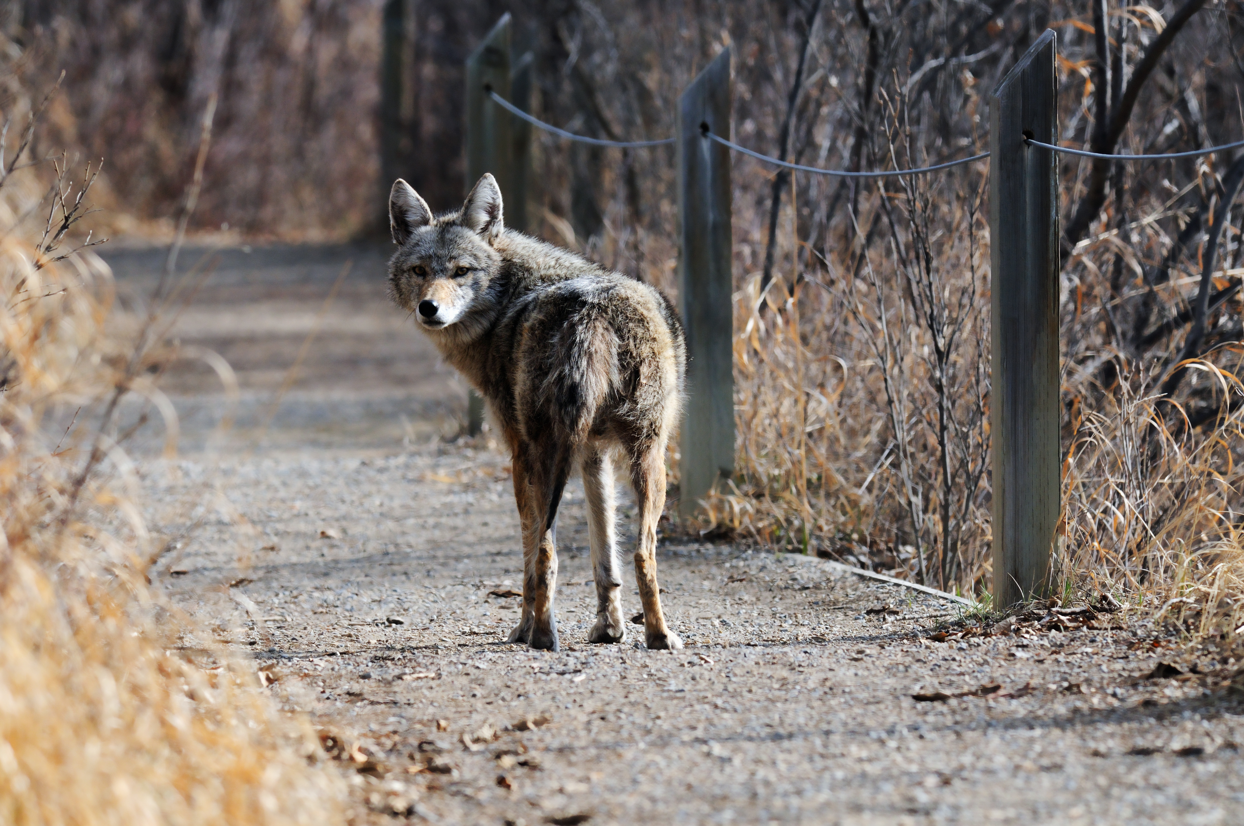 Coyote walking along the path at Inglewood Bird Sanctuary in Calgary, Alberta, Canada. Image by Rob McKay/Shutterstock. Canada, undated. Coyote walking along the path at Inglewood Bird Sanctuary in Calgary, Alberta, Canada. Image by Rob McKay/Shutterstock. Canada, undated.