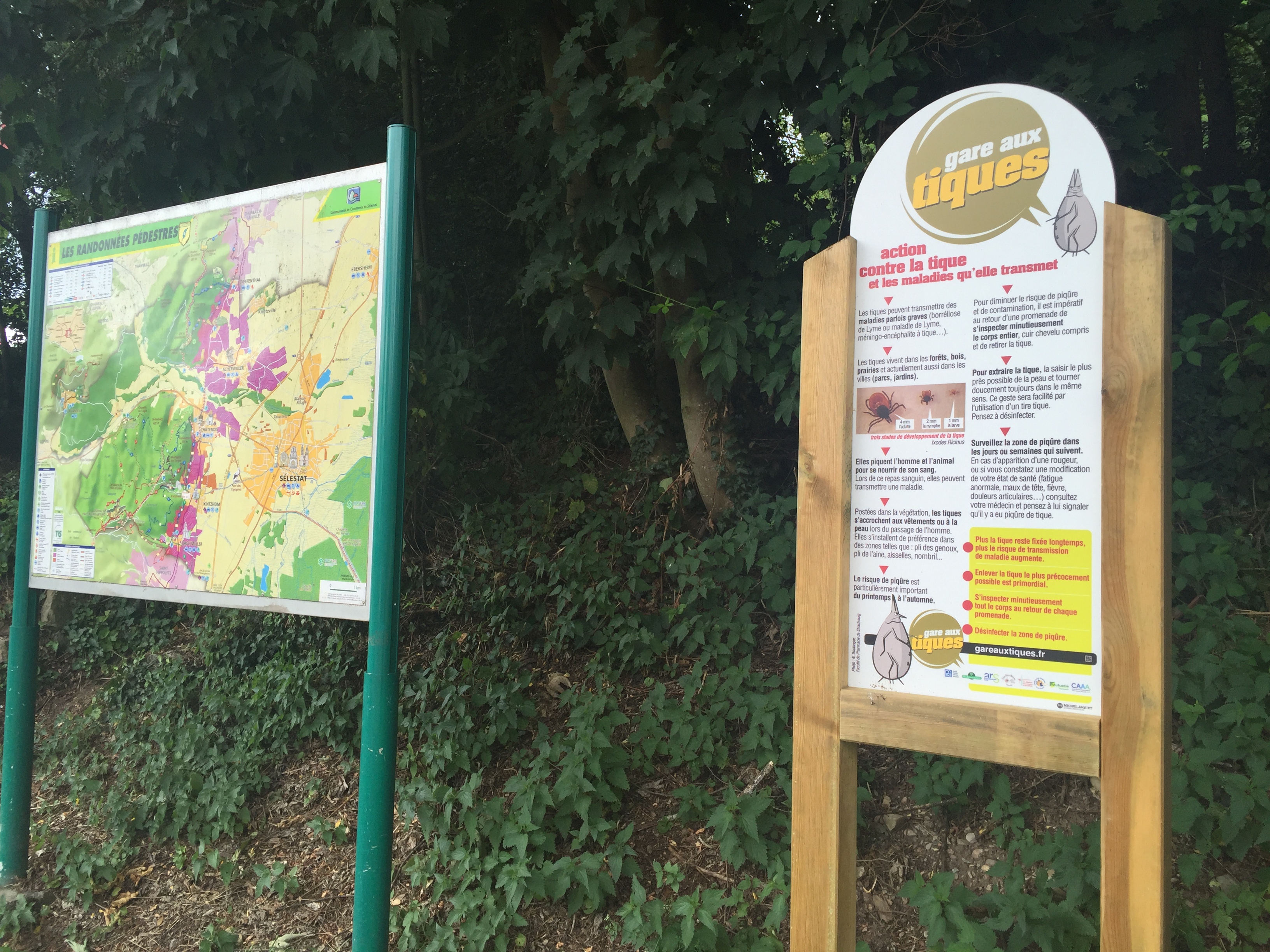 As part of France's national plan against Lyme, 2,000 "Beware of Ticks" signs will be placed at forest entrances. This one stands across from some vineyards in the northeastern town of Kintzheim. Image by David Scales. France, 2017. As part of France's national plan against Lyme, 2,000 "Beware of Ticks" signs will be placed at forest entrances. This one stands across from some vineyards in the northeastern town of Kintzheim. Image by David Scales. France, 2017.