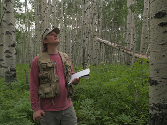 Biologist William Anderegg examines the health of quaking aspen in a study plot in southwest Colorado. Image by Daniel Grossman. United States, 2017.