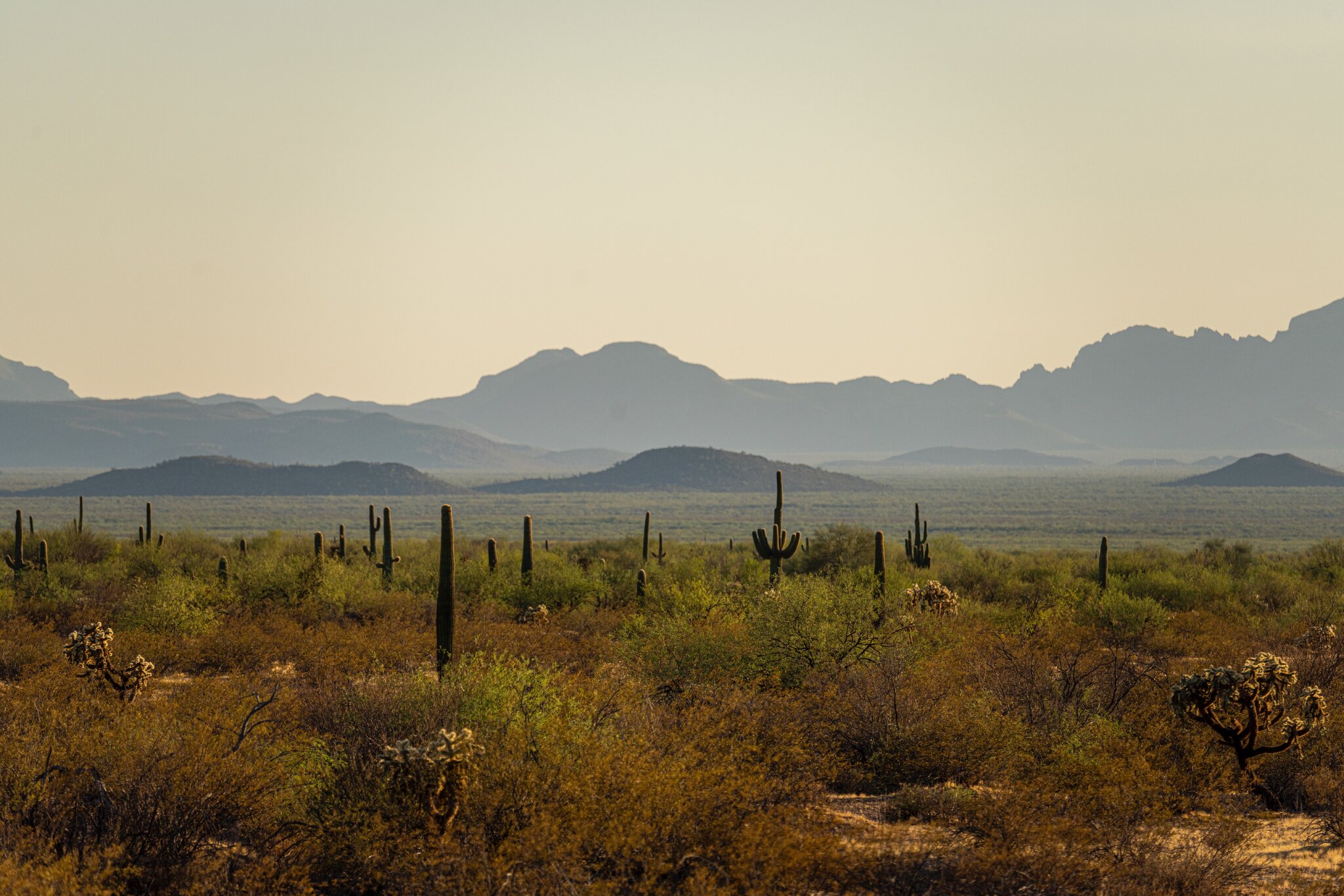 The Sonoran Desert in Arizona, where slightly less than half of all migrant deaths occur, trying to make their way to the United States. Image by Kevin Cooley/The New York Times. United States, undated. The Sonoran Desert in Arizona, where slightly less than half of all migrant deaths occur, trying to make their way to the United States. Image by Kevin Cooley/The New York Times. United States, undated.
