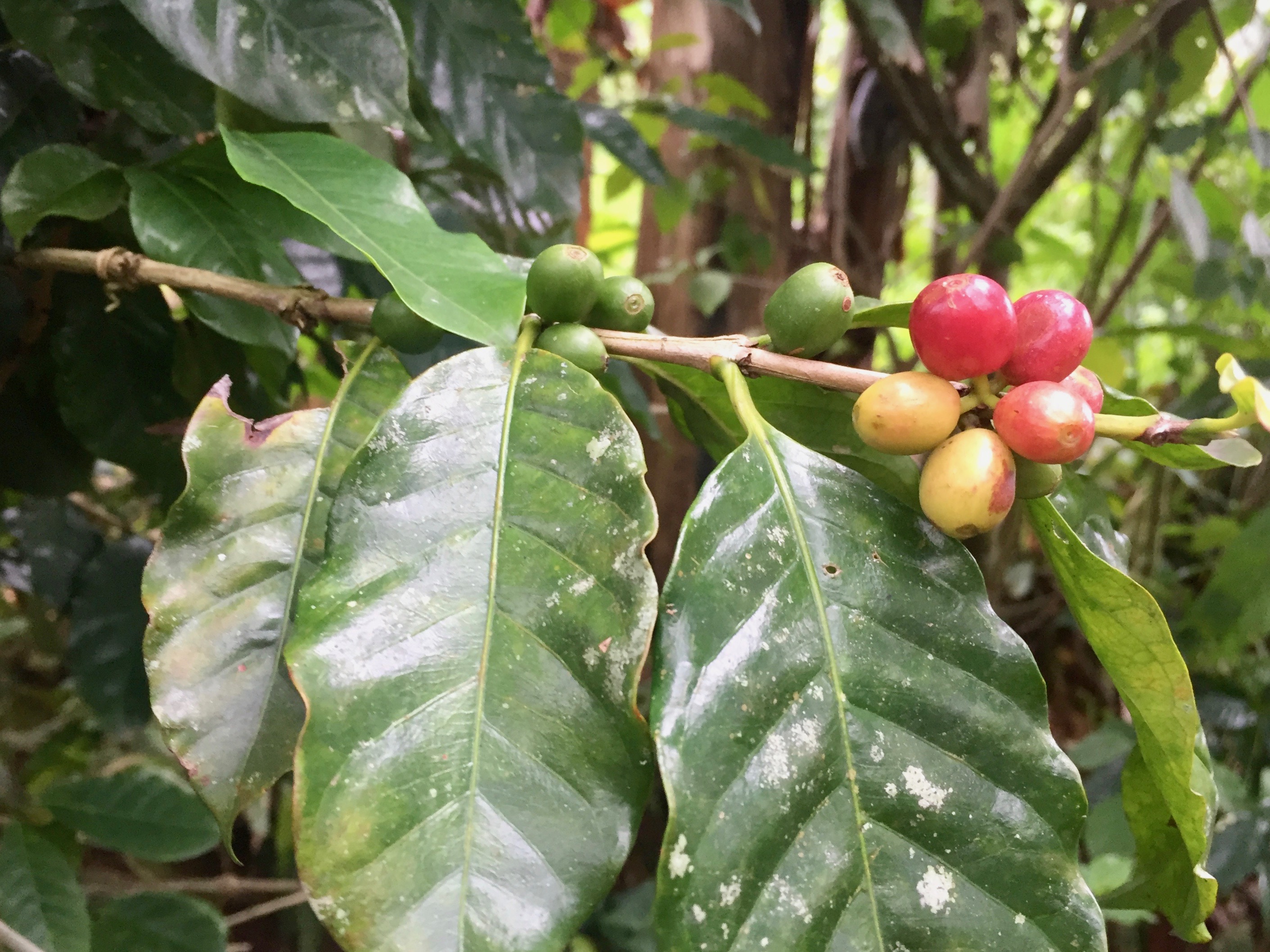 Costa Rican Coffee Consumption and Production Pulitzer