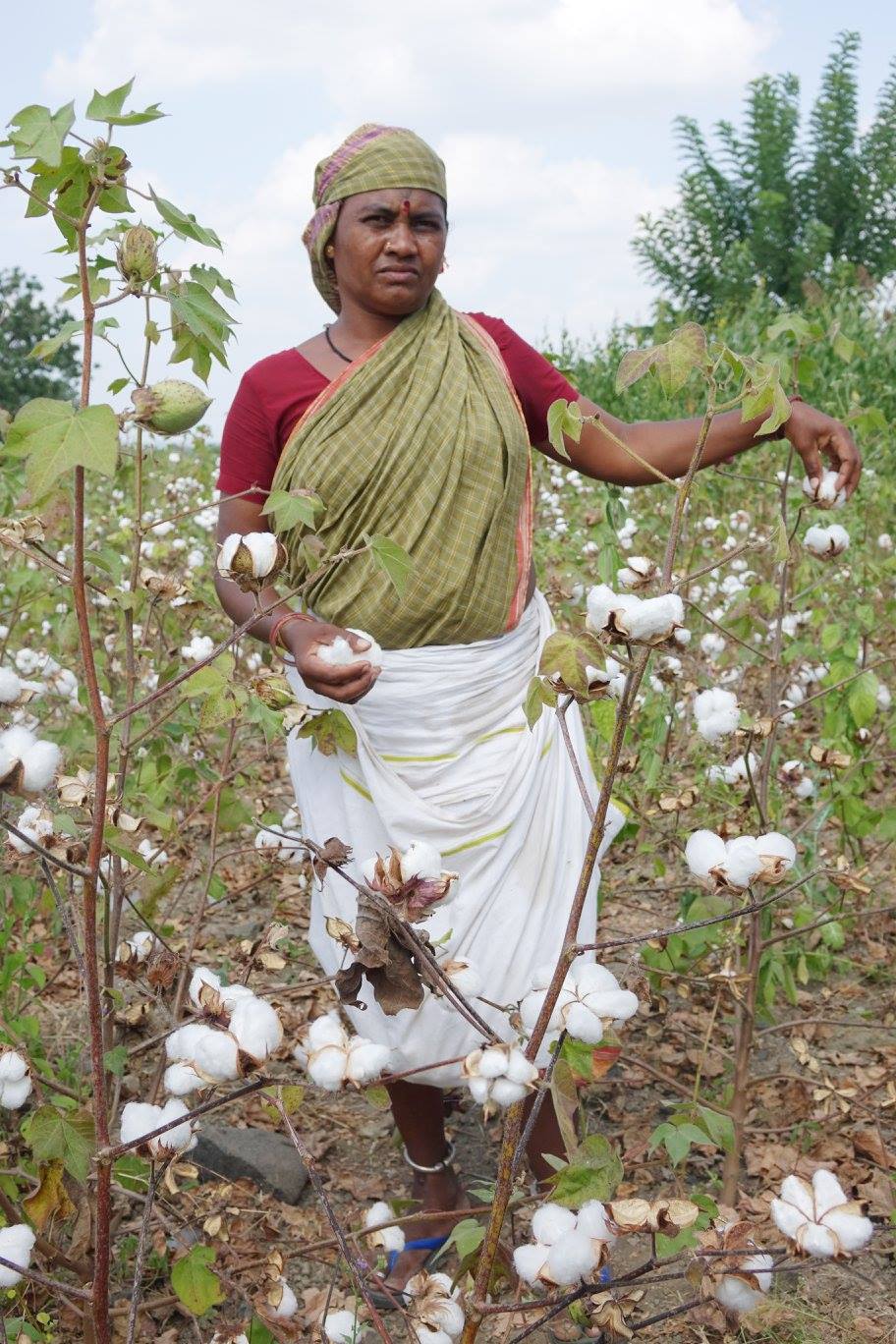 A cotton farmer and member of the growing co-op for organic farmers in India thanks to Hyderabad-based Chetna Organic. Photo Courtesy of Chetna Organic. India, 2016. Cotton farmer