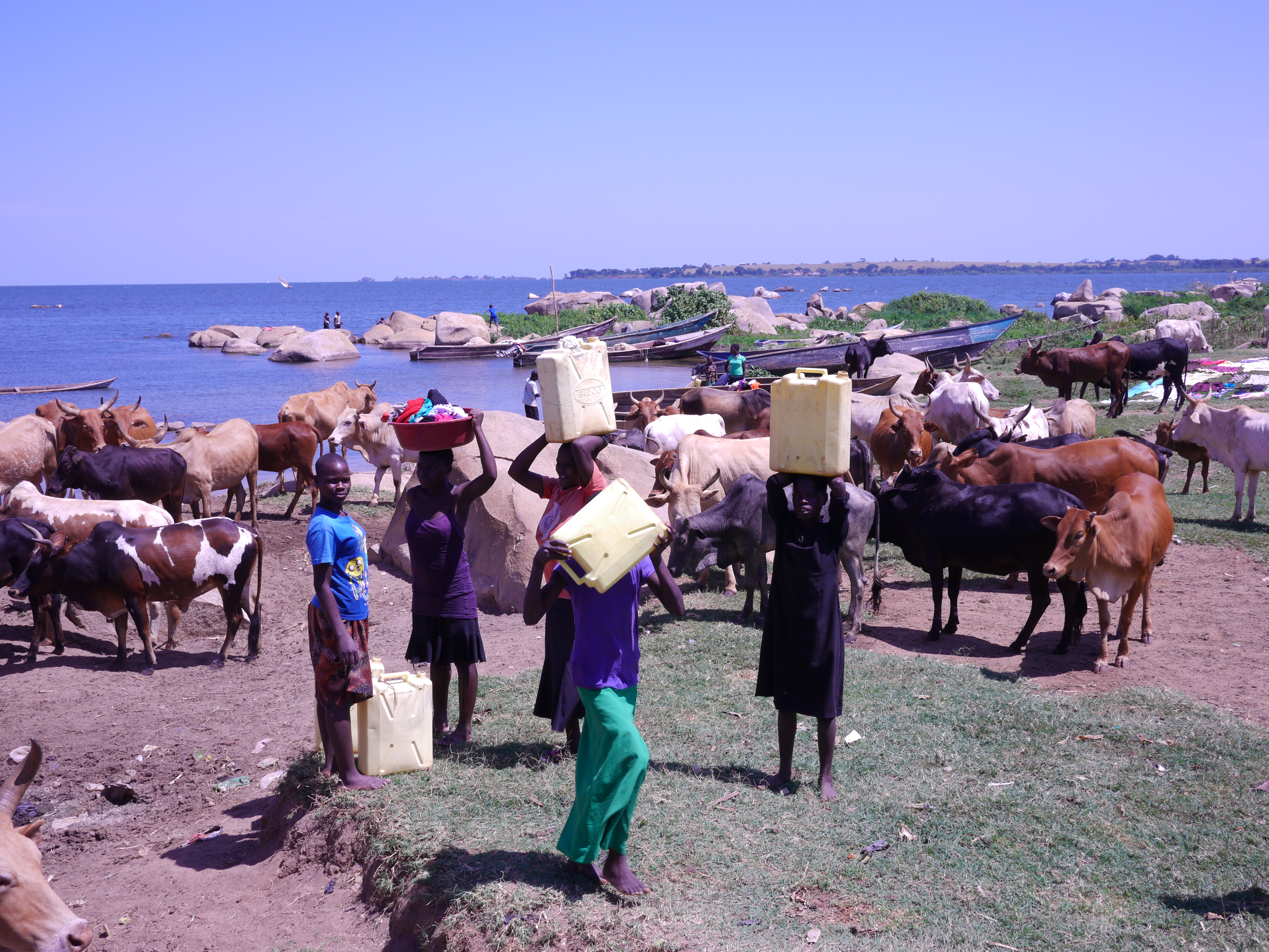 In the village of Bwondha, as in much of Uganda, the same body of water is used for drinking, watering animals, washing and defecation. Image by Sam Loewenberg. Uganda, 2014. Media file: p1040725.jpg