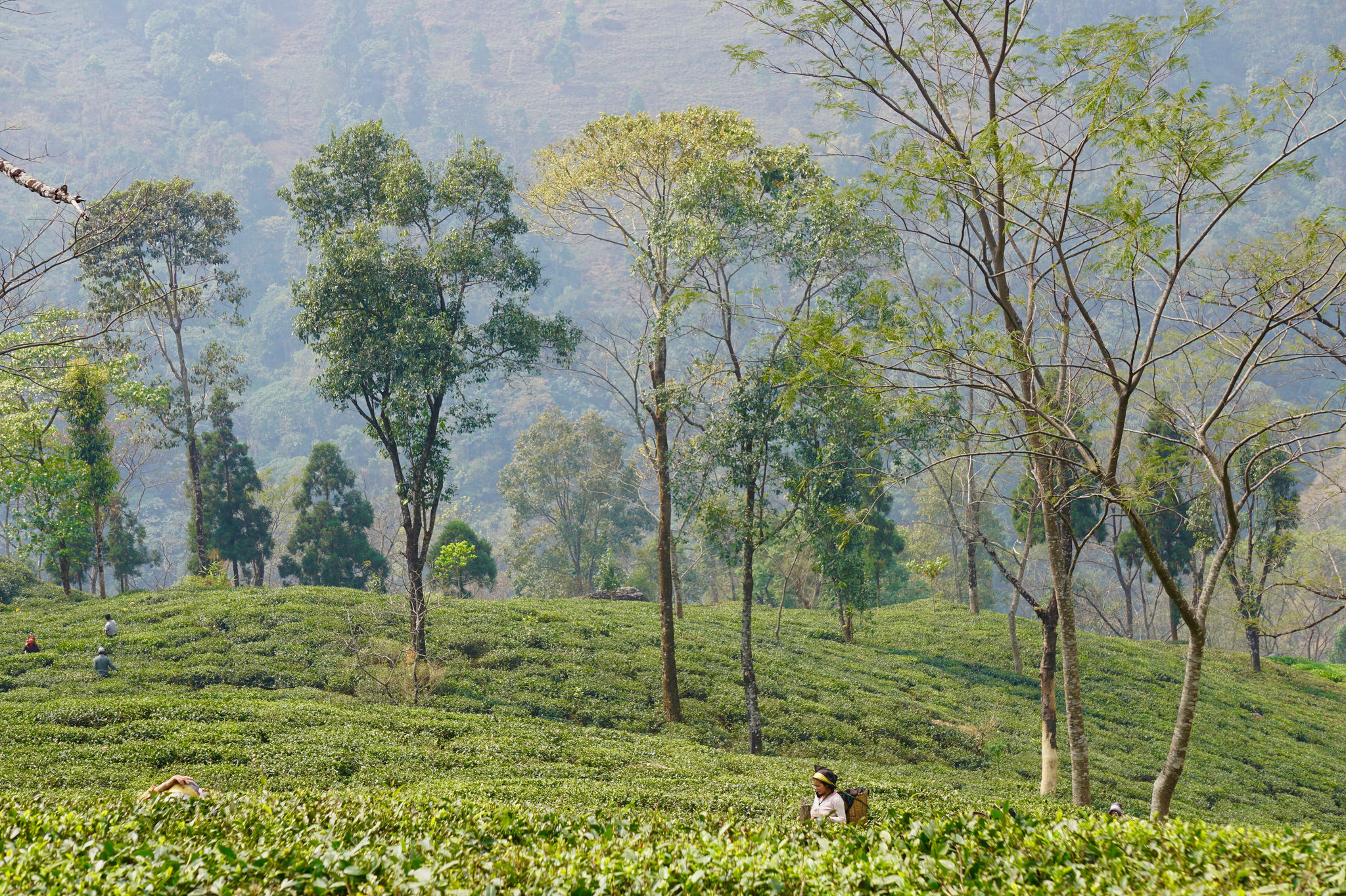 Situated at more than 7,000 feet, the tea estates of Darjeeling grow the Champagne of teas at the base of the Himalayas. Image by Esha Chhabra. India, 2017. Situated at more than 7,000 feet, the tea estates of Darjeeling grow the Champagne of teas at the base of the Himalayas. Image by Esha Chhabra. India, 2017.