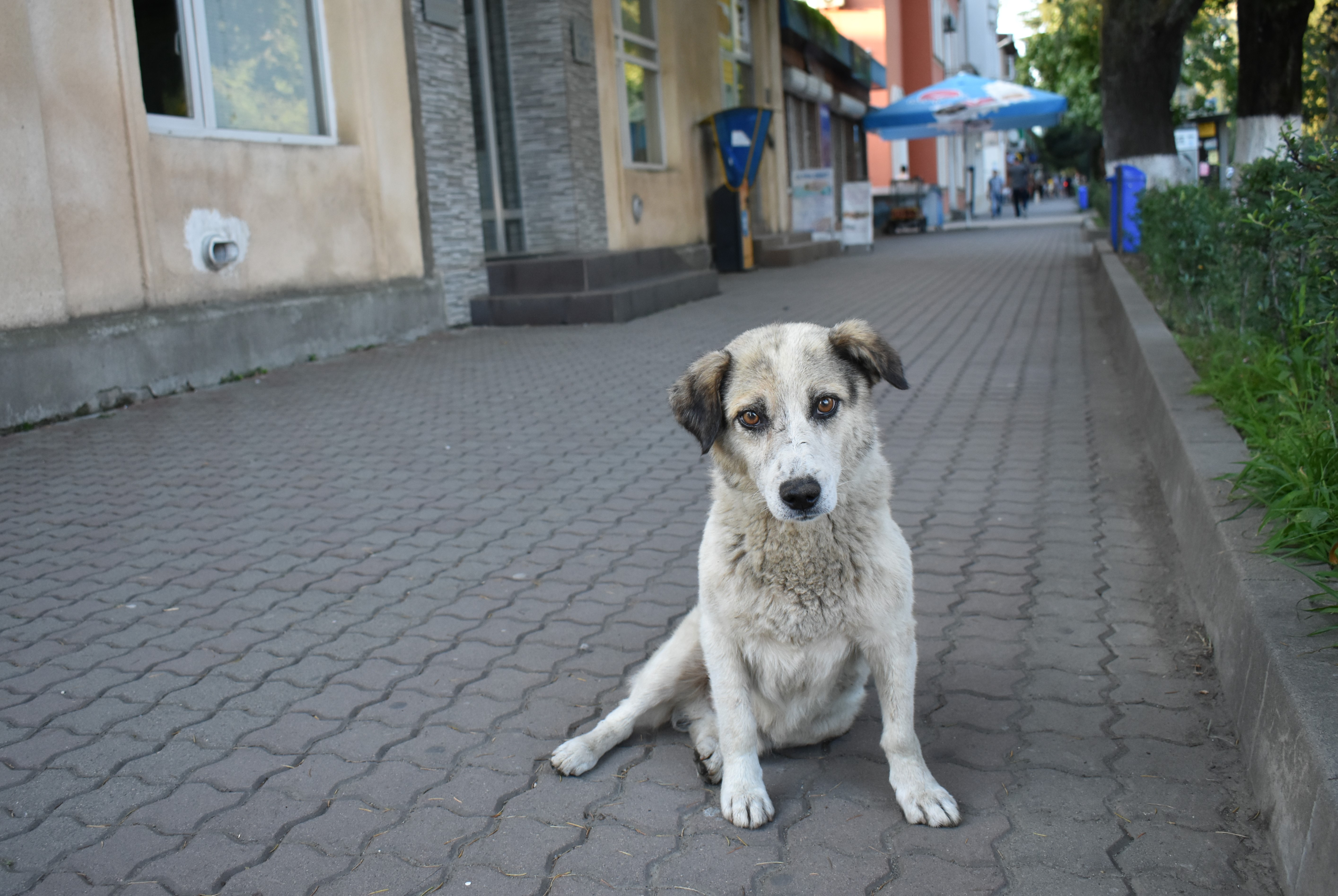 A stray dog who approached the reporter in Zugdidi. Image by Kaitlyn Johnson. Georgia, 2019. A stray dog who approached the reporter in Zugdidi. Image by Kaitlyn Johnson. Georgia, 2019.