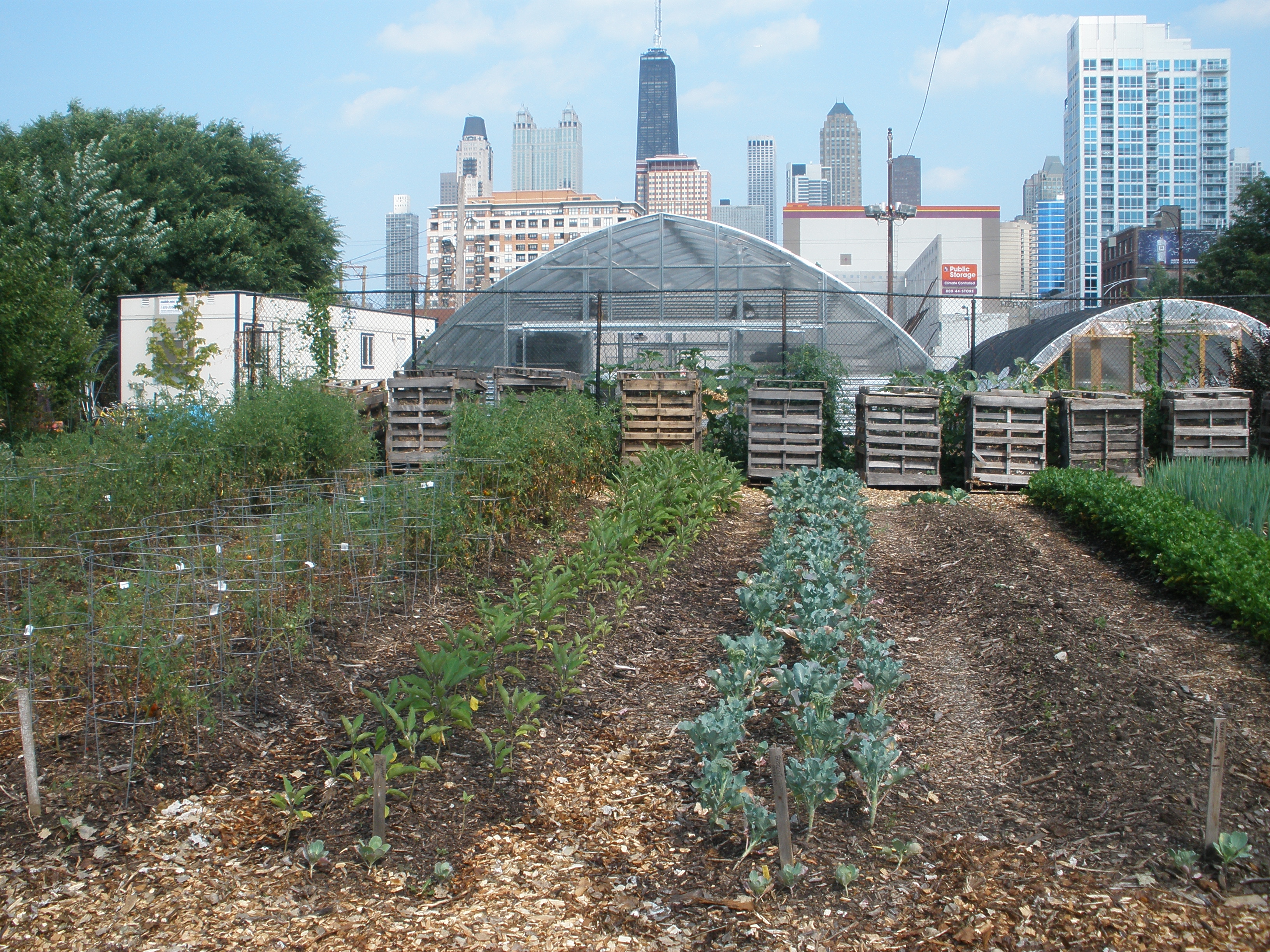 Vegetables grow in the shadow of the city’s iconic skyline at Chicago Lights Urban Farm, where hoop dreams have given way to hoop houses. Image by Roger Thurow. Chicago, 2013.