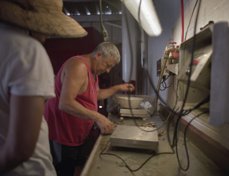 Grand Isle. Dean Blanchard weighs shrimp as his team unload trawlers that arrive at his dock. “When the dead zone comes, it just kills everything,” Blanchard said. Image by Spike Johnson. United States, 2019. Grand Isle. Dean Blanchard weighs shrimp as his team unload trawlers that arrive at his dock. “When the dead zone comes, it just kills everything,” Blanchard said. Image by Spike Johnson. United States, 2019.