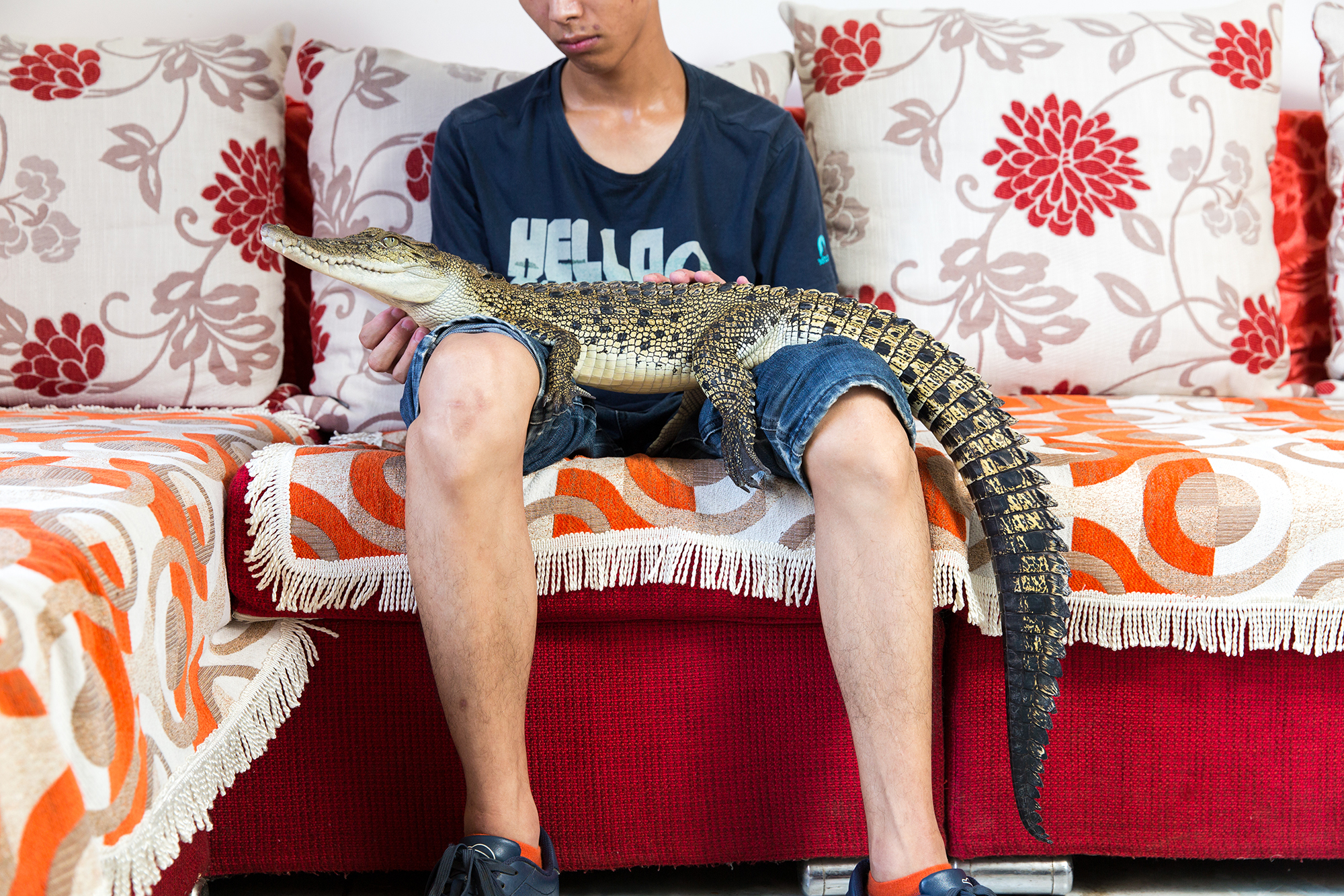Shao Jian Feng, 26, holds a Saltwater Crocodile (Crocodylus porosus) in his home on the outskirts of Beijing. This juvenile is only two and half years old, but when fully grown can reach up to six metres, making it the largest reptile in the world. It's just one of five crocodilians he owns, along with two other large snakes. "There are twenty three crocodilian species in the world. We hope to collect all of them", he boasts. A Saltwater Crocodile can retail for up to 9000RMB (US$1500). In the wild, they can be found mainly in South East Asia and Northern Australia. Image by Sean Gallagher. China, 2017. Shao Jian Feng, 26, holds a Saltwater Crocodile (Crocodylus porosus) in his home on the outskirts of Beijing. This juvenile is only two and half years old, but when fully grown can reach up to six metres, making it the largest reptile in the world. It's just one of five crocodilians he owns, along with two other large snakes. "There are twenty three crocodilian species in the world. We hope to collect all of them", he boasts. A Saltwater Crocodile can retail for up to 9000RMB (US$1500). In the wild, they…