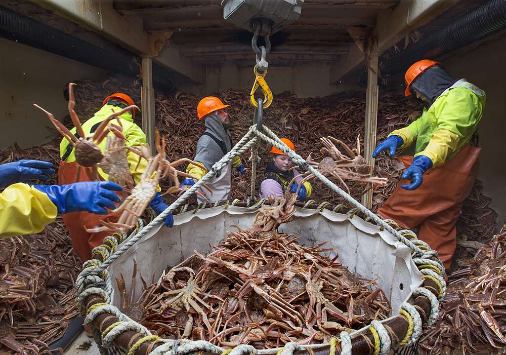 Below deck on the Arctic Hunter, workers from Westward Seafood unload snow crab at the dock in Dutch Harbor, Alaska. While scientists have struggled to study the direct effects of ocean acidification on snow crab, related research on other crab species suggests they, too, might be susceptible. Image by Steve Ringman. Alaska, 2013. Media file: beringcrab.jpg