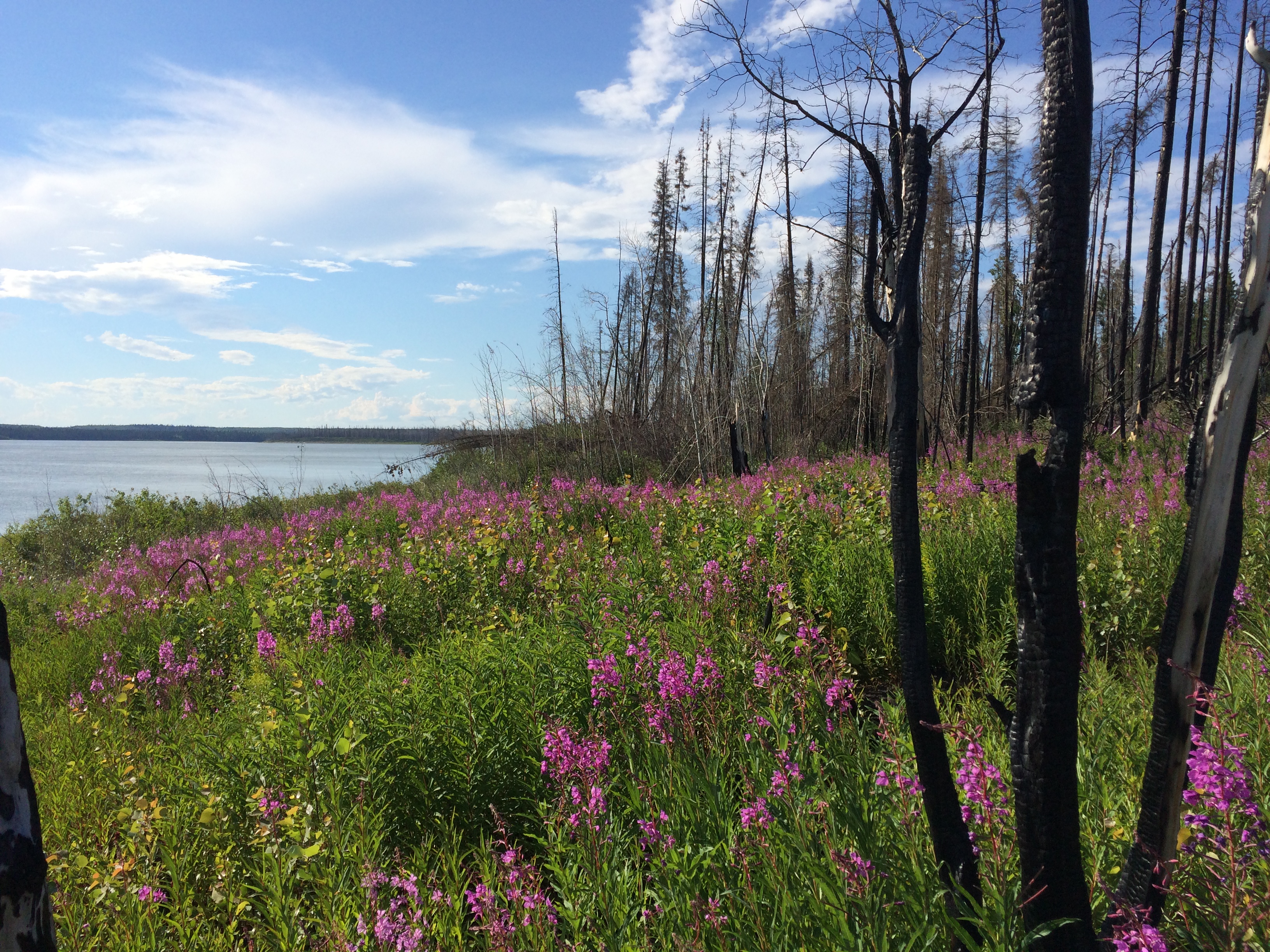 Wildflowers cover the scars of a forest fire near Jean Marie River, NWT. Image by Brian Castner. Canada, 2016. Wildflowers cover the scars of a forest fire near Jean Marie River, NWT. Image by Brian Castner. Canada, 2016.