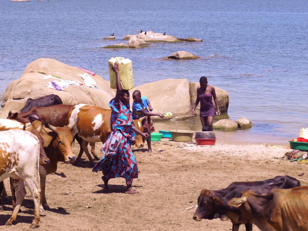 In the village of Bwondha on the shores of Lake Victoria, people's lives center around water. It is used for drinking, washing, watering animals, and often, as a bathroom. Image by Samuel Loewenberg. Uganda, 2014. Media file: p1040691.jpg
