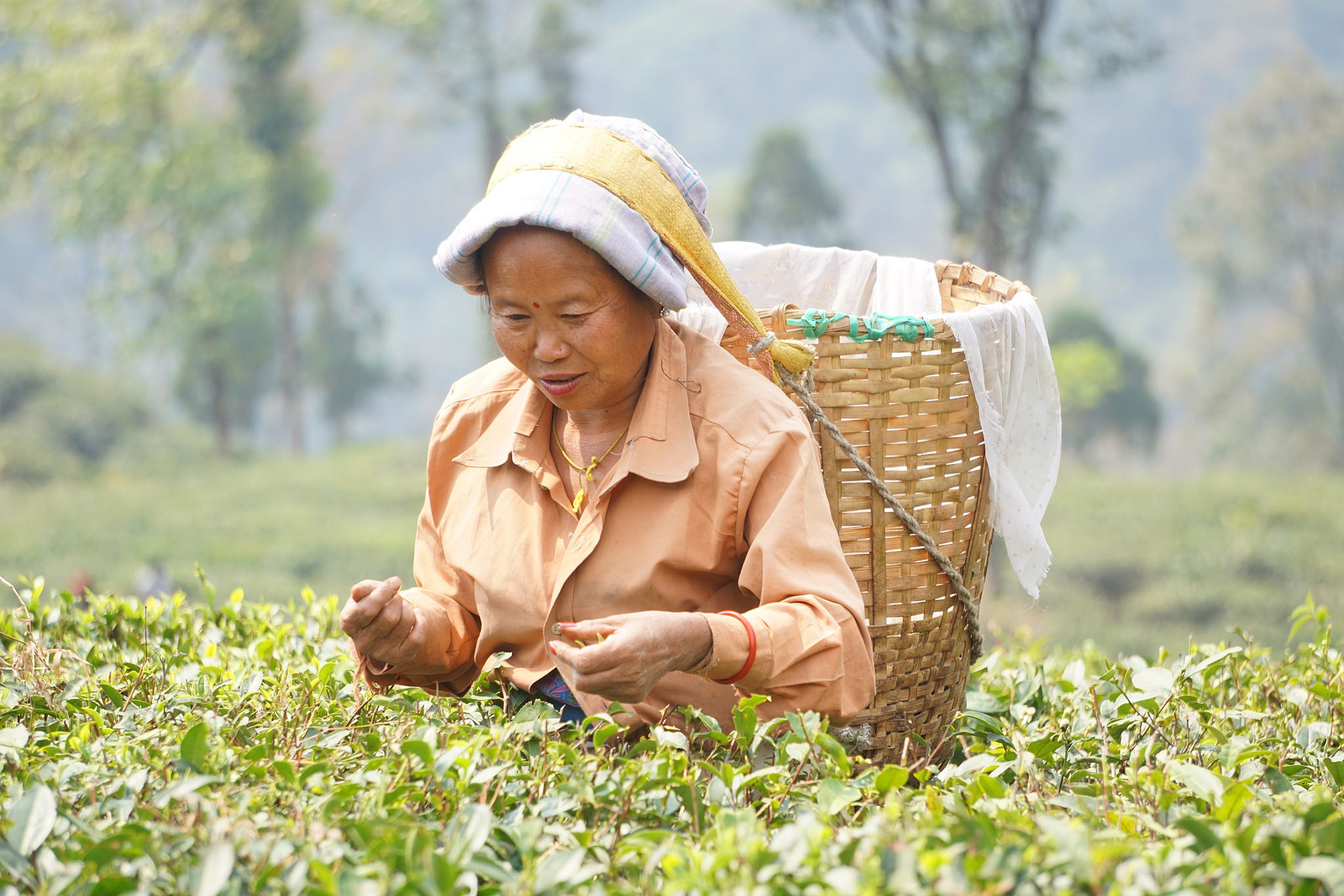 Traditionally, women of Nepalese origin do tea plucking in Darjeeling district. Image by Esha Chhabra. India, 2017. Traditionally, women of Nepalese origin do tea plucking in Darjeeling district. Image by Esha Chhabra. India, 2017.