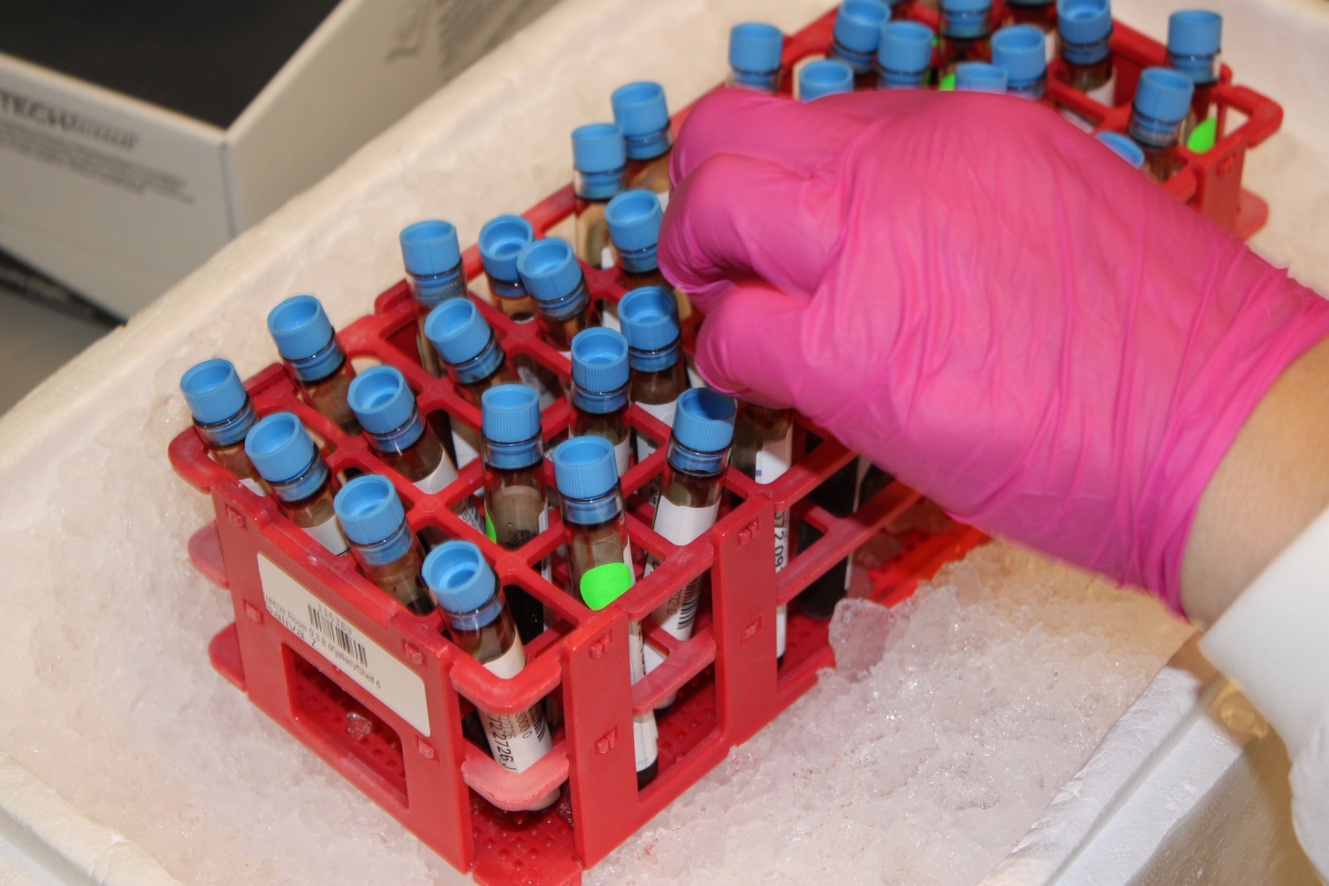 A researcher at biopharmaceutical company DeCode Genetics labels blood samples that are kept on ice. A researcher at biopharmaceutical company DeCode Genetics labels blood samples that are kept on ice. Image by Anna M. Clausen. Iceland, 2017.