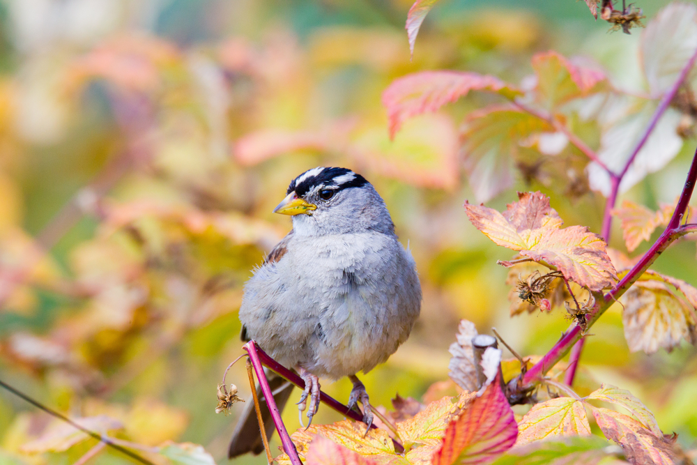 A white-crowned sparrow perches on a branch. Image by Belen Bilgic Schneider / Shutterstock. North America, undated. A white-crowned sparrow perches on a branch. Image by Belen Bilgic Schneider / Shutterstock. North America, undated.
