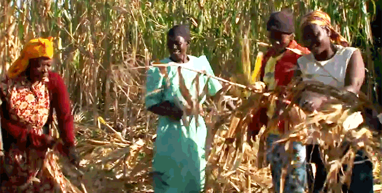 farming_leonida.gif Media file: farming_leonida.gif