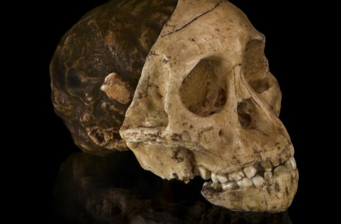 Image provided by Amy Maxmen. Media file: australopithecus_africanus_ccby.jpg