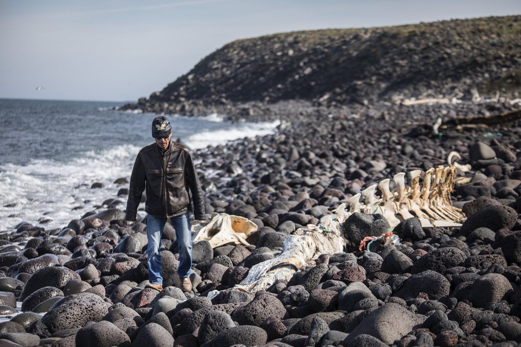 Delbert Pungowiyi heads back from the cliffs, where he and other Savoonga villagers have seen fewer sea birds. He’s walking past the skeleton of a minke whale on a beach that once had much more sand. As winter sea ice has receded, open-water storms increase erosion. Image by Steve Ringman. United States, 2019. Delbert Pungowiyi heads back from the cliffs, where he and other Savoonga villagers have seen fewer sea birds. He’s walking past the skeleton of a minke whale on a beach that once had much more sand. As winter sea ice has receded, open-water storms increase erosion. Image by Steve Ringman. United States, 2019.