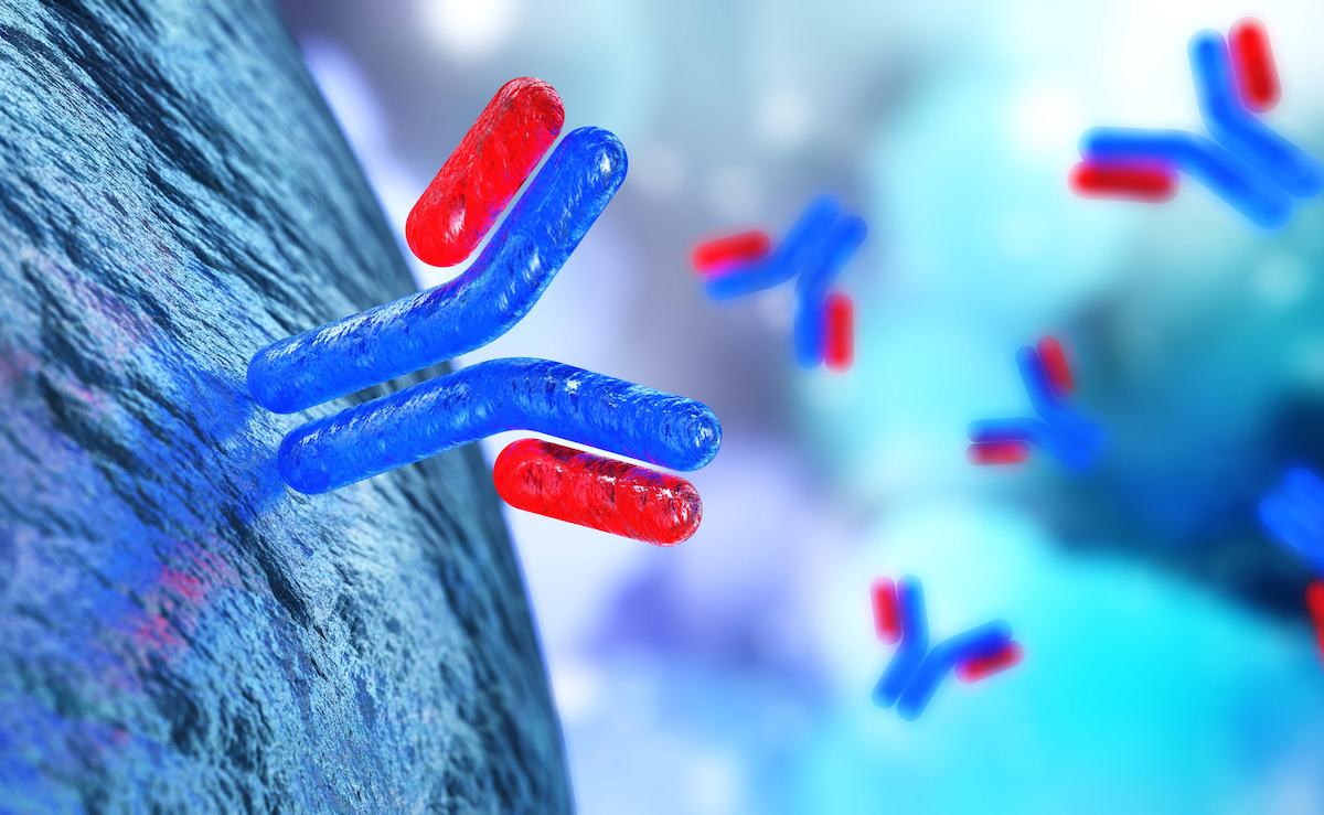 Companies are developing COVID-19 treatments using monoclonal antibodies, Y-shaped immune proteins that target the pandemic coronavirus. Image by ustas7777777 / Shutterstock. Companies are developing COVID-19 treatments using monoclonal antibodies, Y-shaped immune proteins that target the pandemic coronavirus. Image by ustas7777777 / Shutterstock.