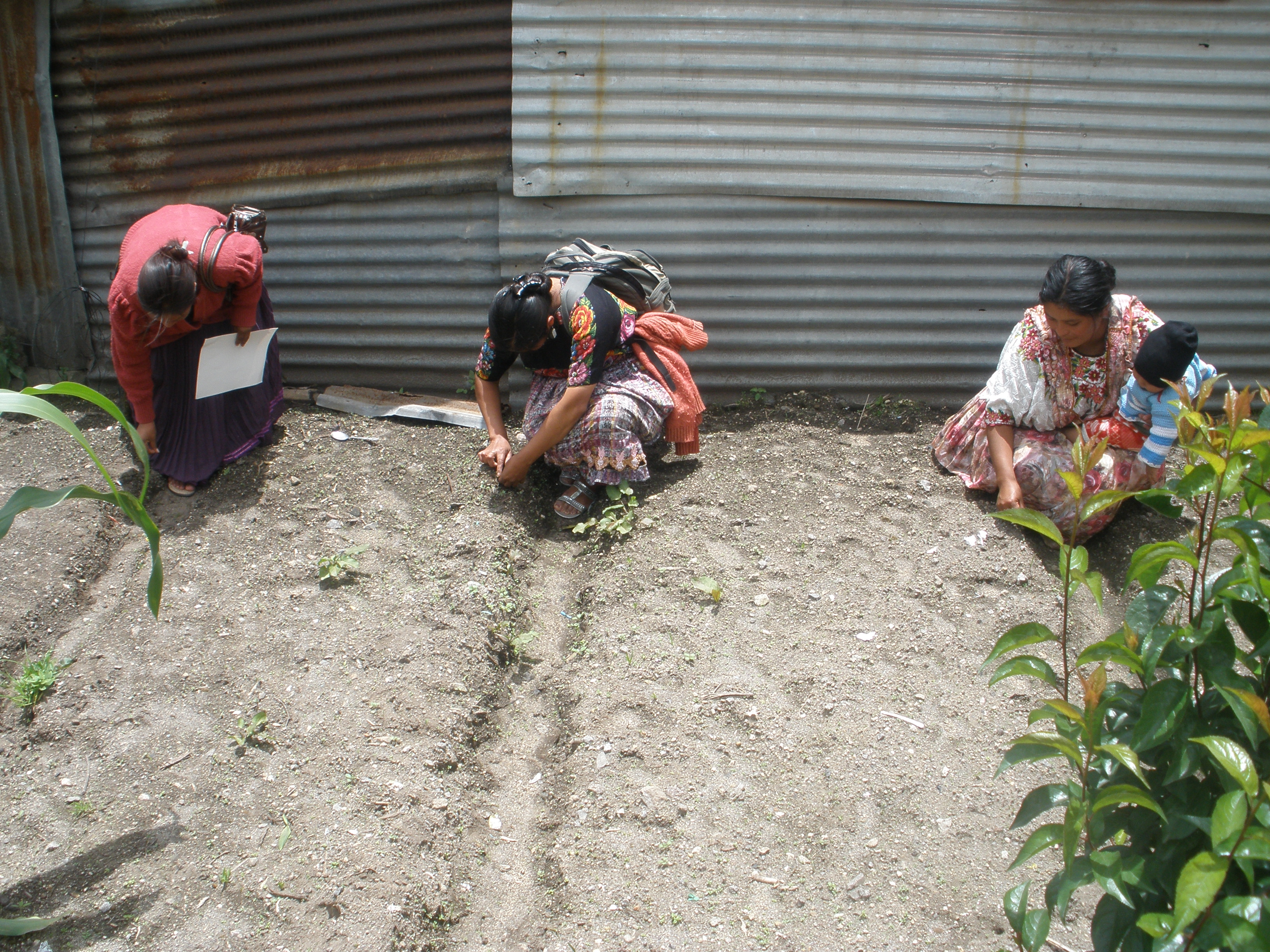 Outside the center, women of Chuicavioc tend to a small vegetable garden. Image by Roger Thurow. Guatemala, 2013. Media file: p7091421.jpg