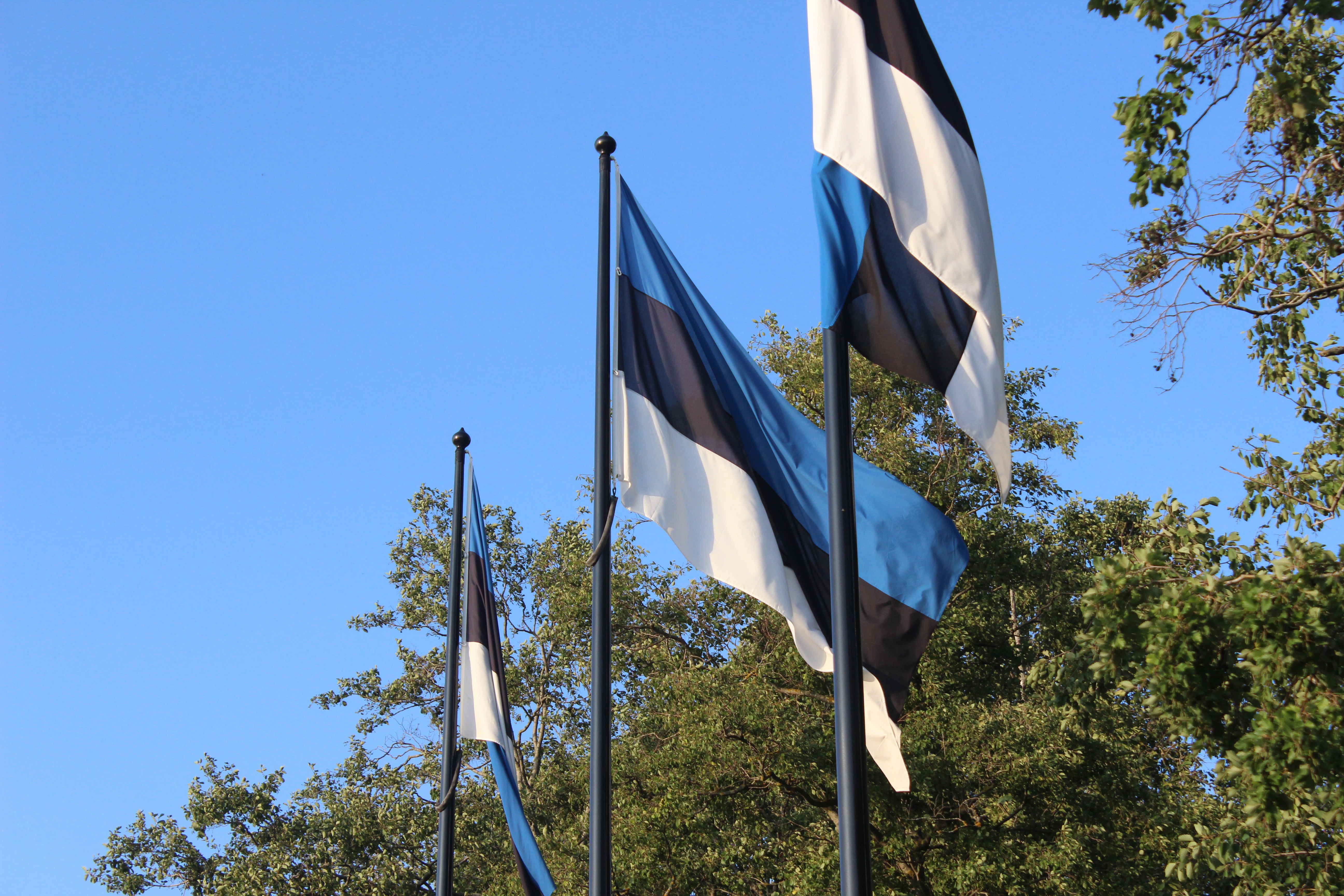Estonian flags in Tallinn. Image by Hani Zaitoun. Estonia, 2019. Estonian flags in Tallinn. Image by Hani Zaitoun. Estonia, 2019.