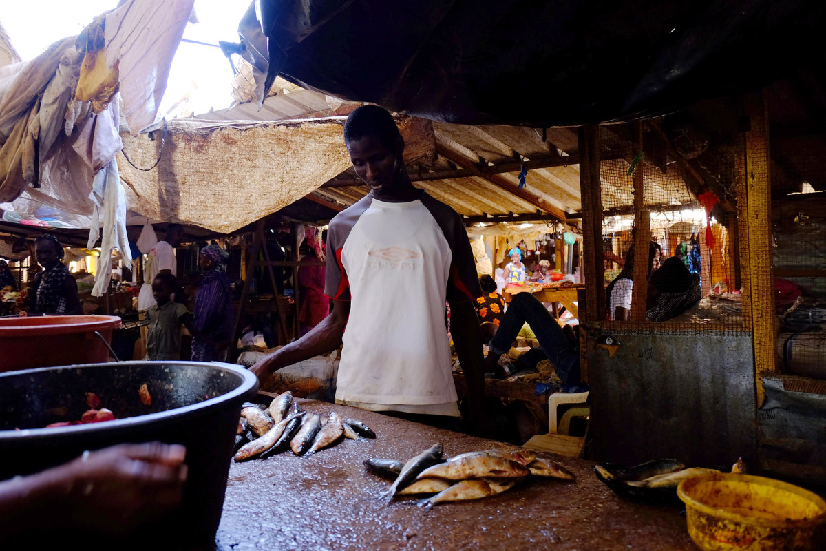 Mohammad Moustafa Ndoye sells fish from his stall in the covered market in Dahra, Senegal. Image by Jill Filipovic. Senegal, 2017. Mohammad Moustafa Ndoye sells fish from his stall in the covered market in Dahra, Senegal. Image by Jill Filipovic. Senegal, 2017.