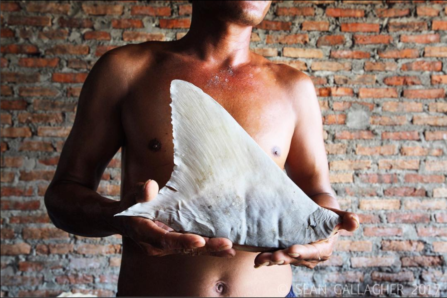 #everydayextinction #biodiversity #extinction #indonesia #sharks A fisherman holds up a shark fin in a market in the Indonesian capital of Jakarta. According to The Guardian newspaper, “Indonesia catches on average 109,000 tonnes of shark per year, giving it the dubious distinction of being the world’s biggest shark fishery.” Unregulated trade in the fishing industry in this region of the world is pushing many species to the brink of extinction. Science Daily reports, "About half of the world's 1,200 species of sharks and rays are listed as threatened by the…