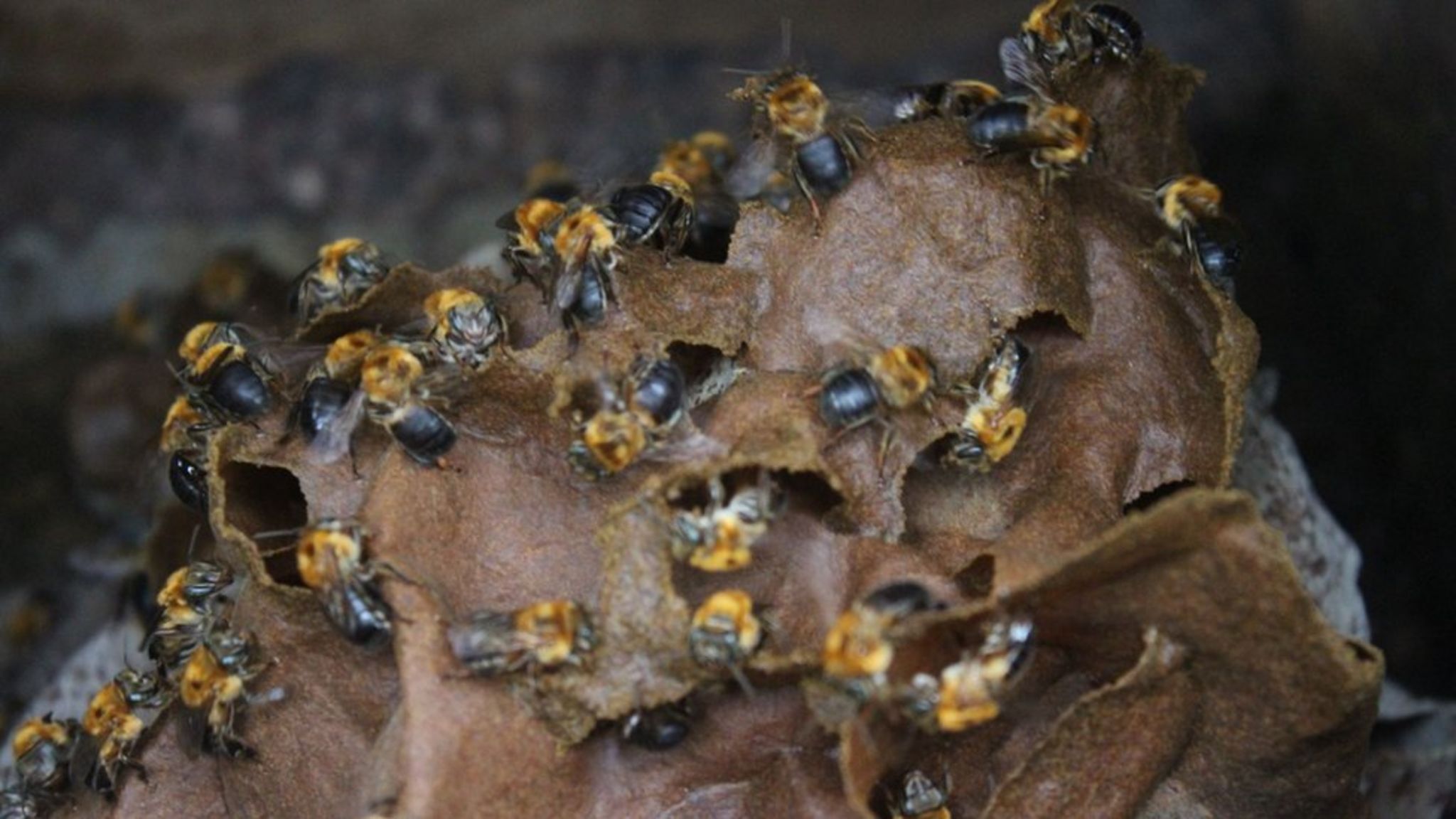 A beehive at the João do Mel honey farm in Belterra, western Pará. Image by Gabriel Siqueira/BBC. Brazil, undated. A beehive at the João do Mel honey farm in Belterra, western Pará. Image by Gabriel Siqueira/BBC. Brazil, undated.