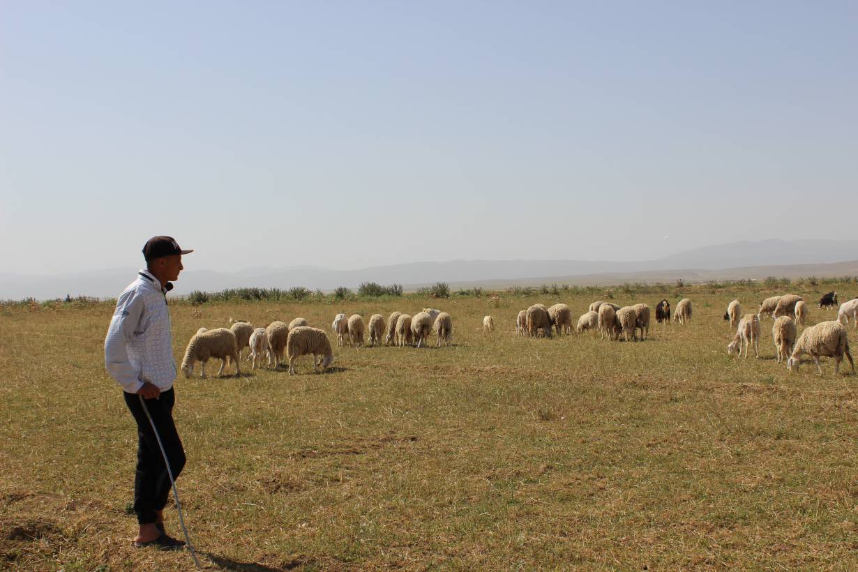 Abdel Hak Ghodbane herds sheep on his family's farm outside Chemora, Algeria, May 22, 2016. Image by Yasmin Bendaas. Algeria, 2016. Abdel Hak Ghodbane herds sheep on his family's farm outside Chemora, Algeria, May 22, 2016. Image by Yasmin Bendaas. Algeria, 2016.