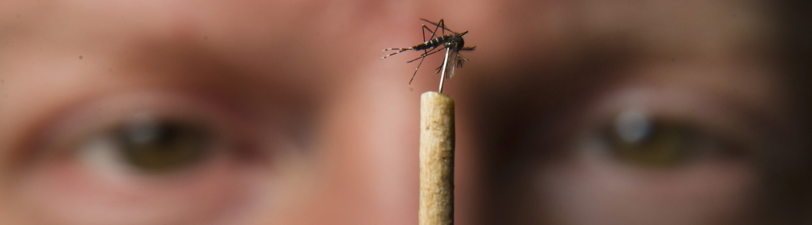 Jimmy Mains holds an Aedes aegypti mosquito at MosquitoMate in Lexington, Ky. The small company uses Wolbachia bacterium-infected mosquitoes to reduce their numbers. Media file: mosquito-main.jpg