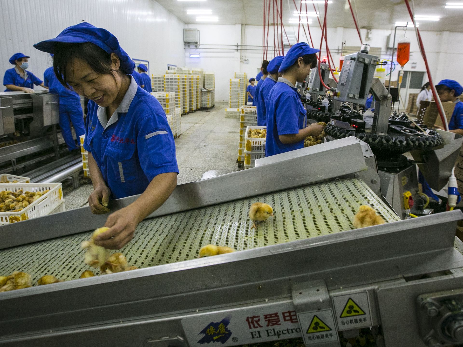 Iowa Firm Helps Hatch Egg Industry Expansion Pulitzer Center