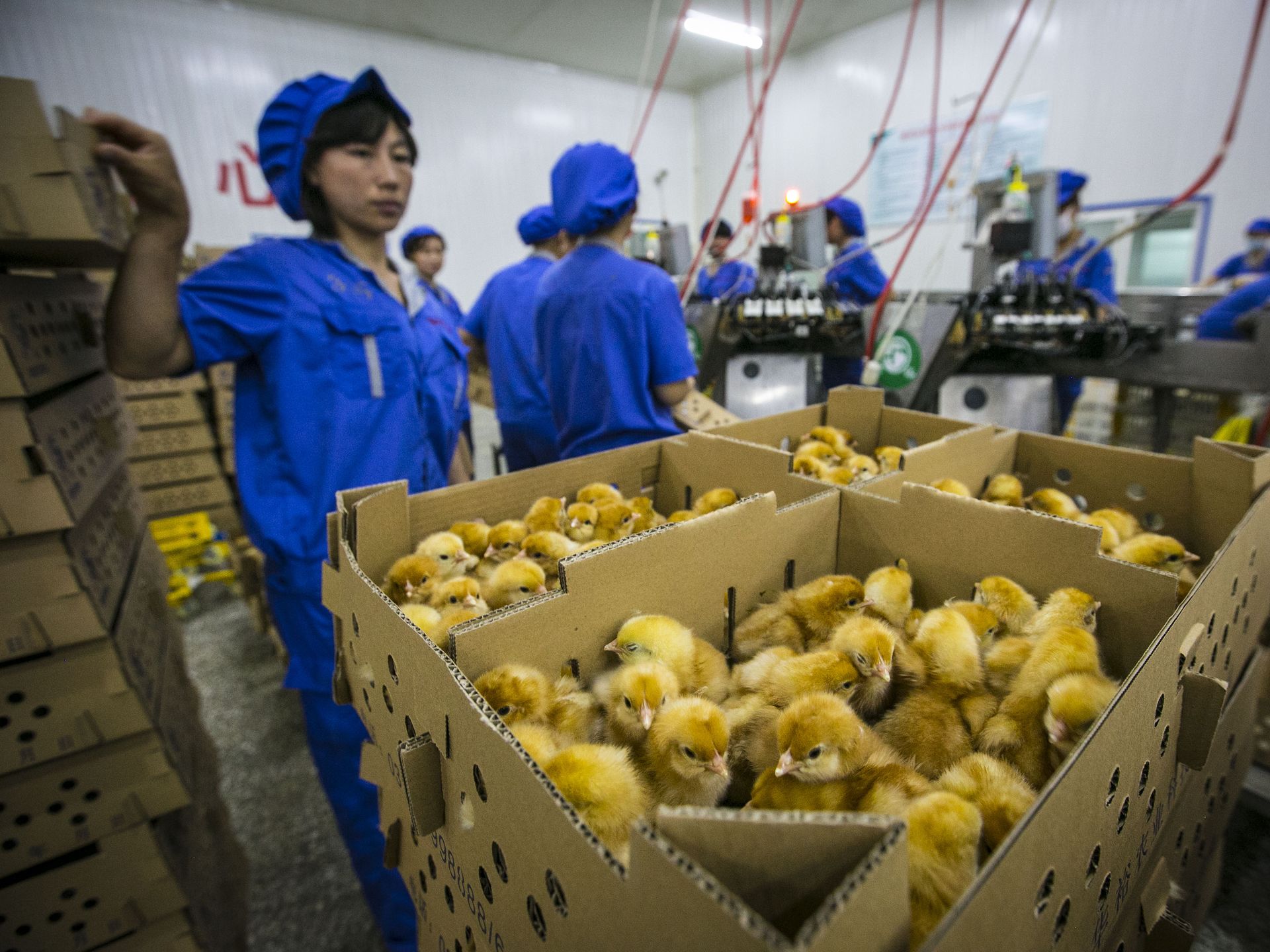 Iowa Firm Helps Hatch Egg Industry Expansion Pulitzer Center